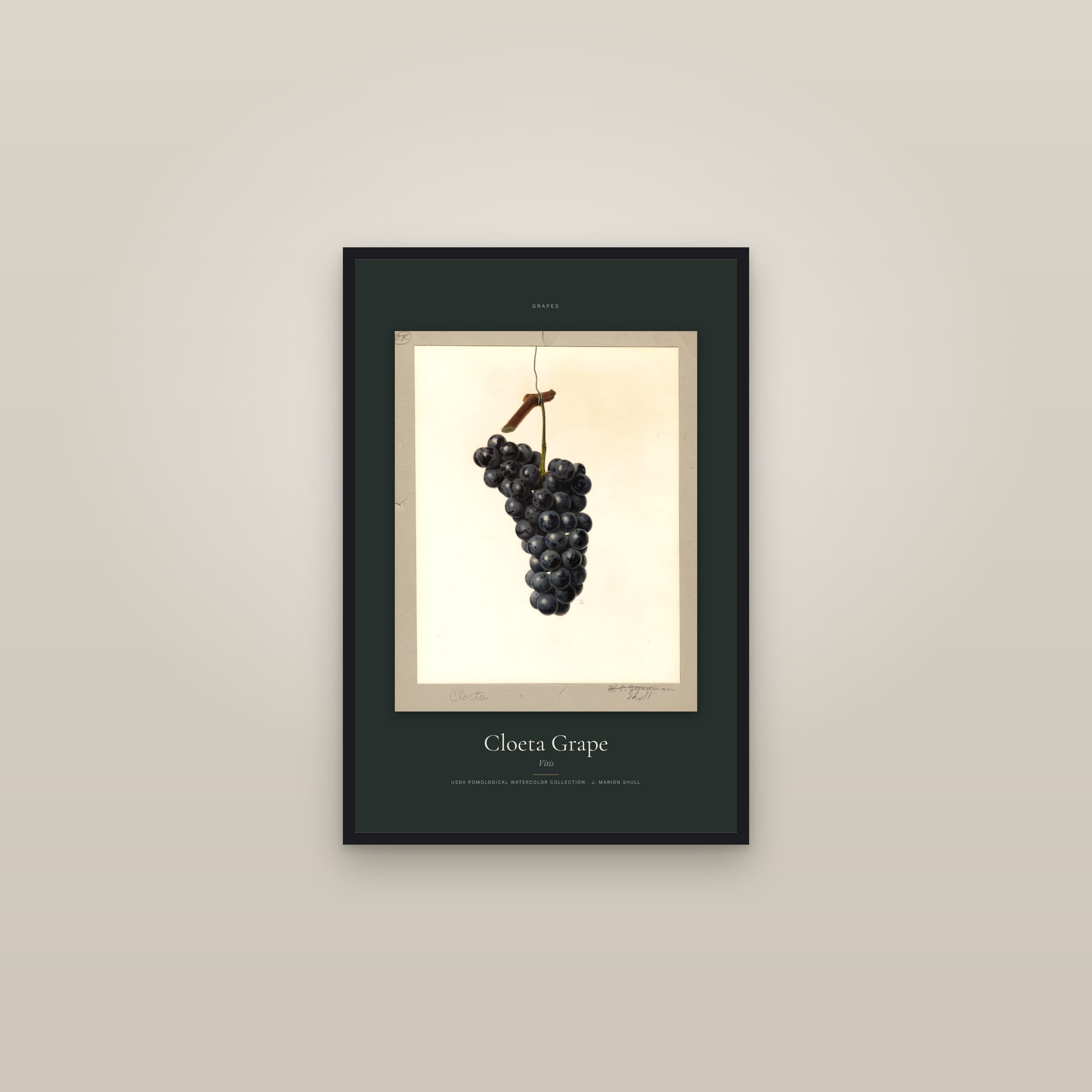 Cloeta Grape — Specimen — framed in a gallery setting