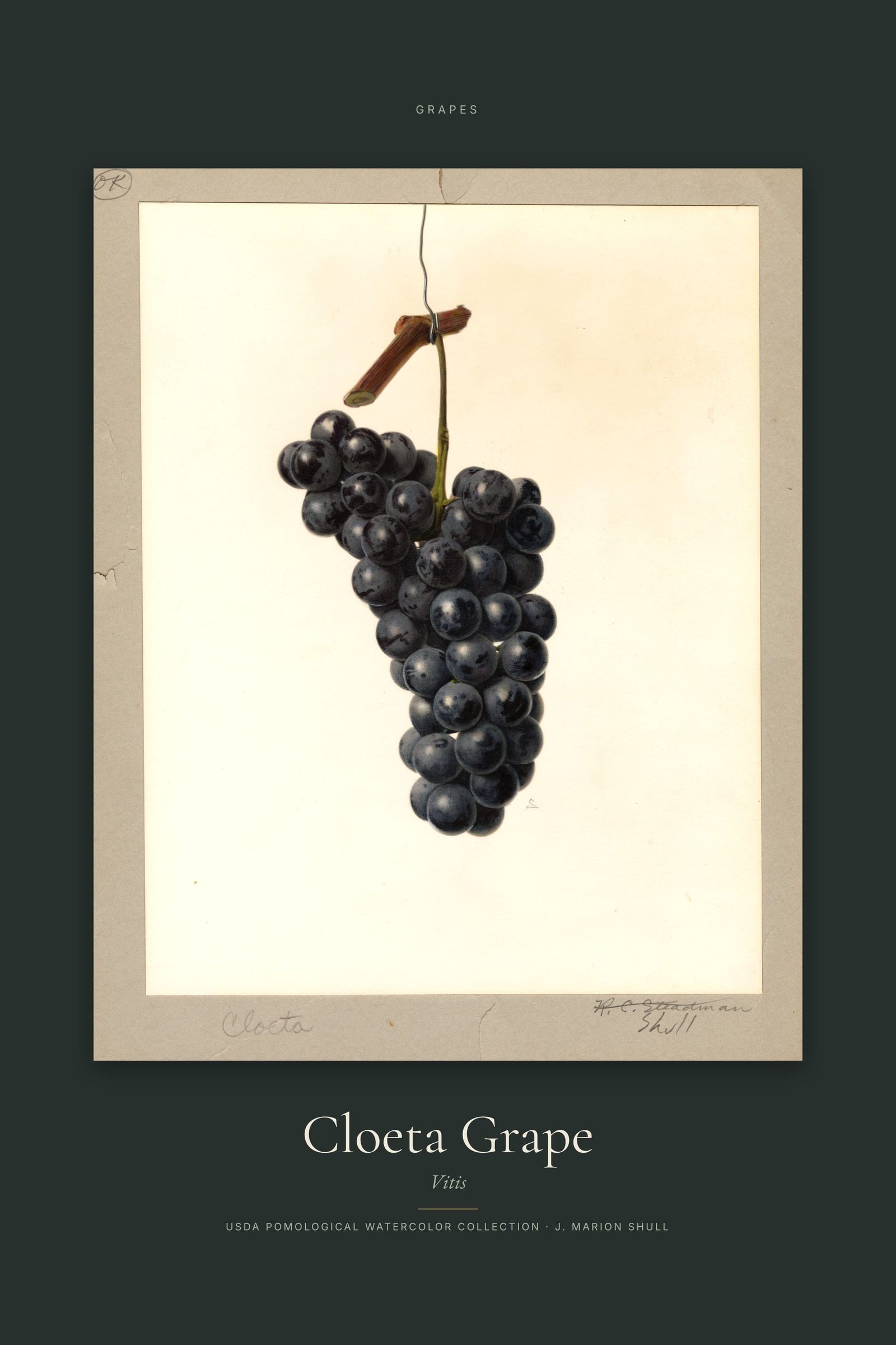 Cloeta Grape — Specimen