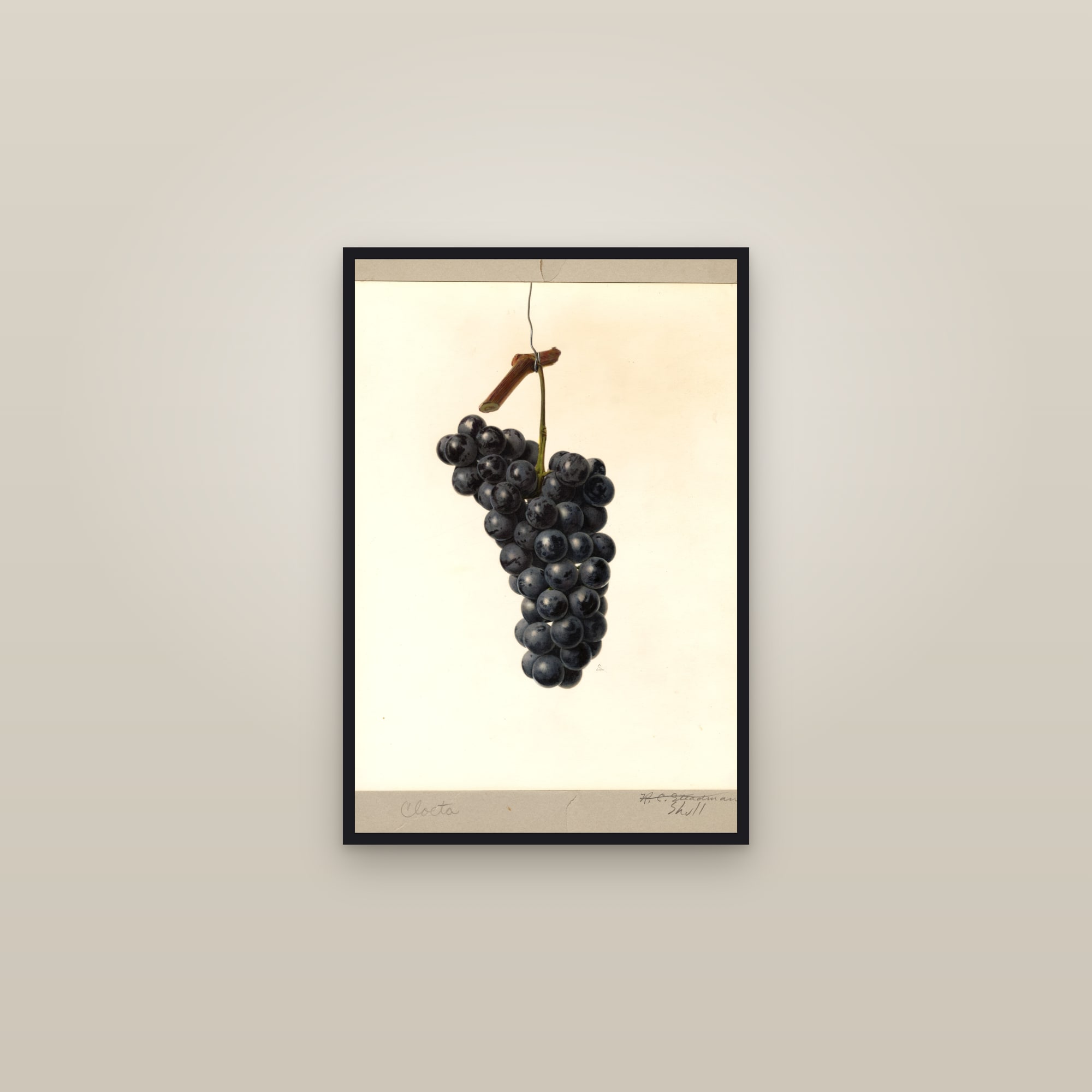Cloeta Grape — framed in a gallery setting