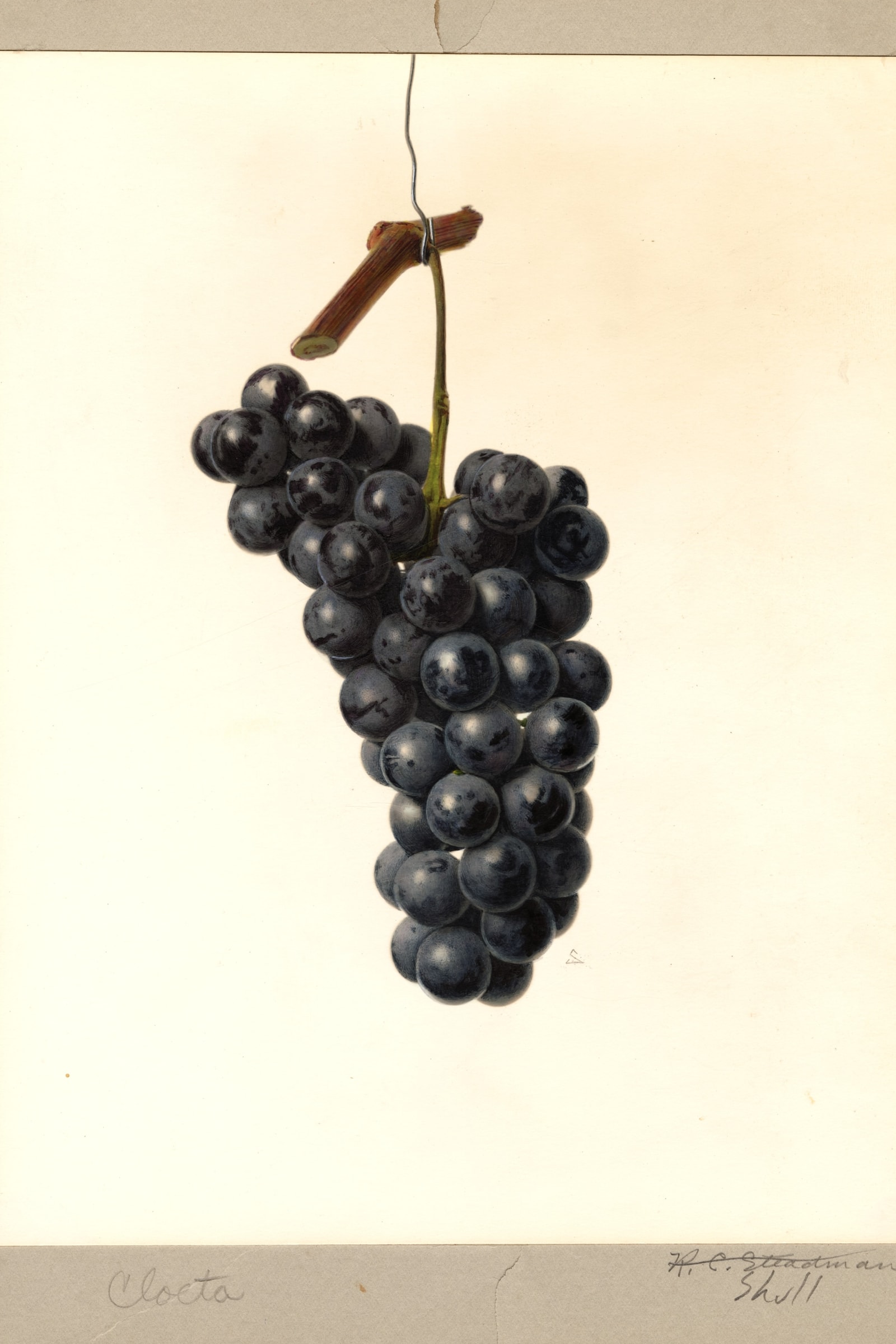 Cloeta Grape