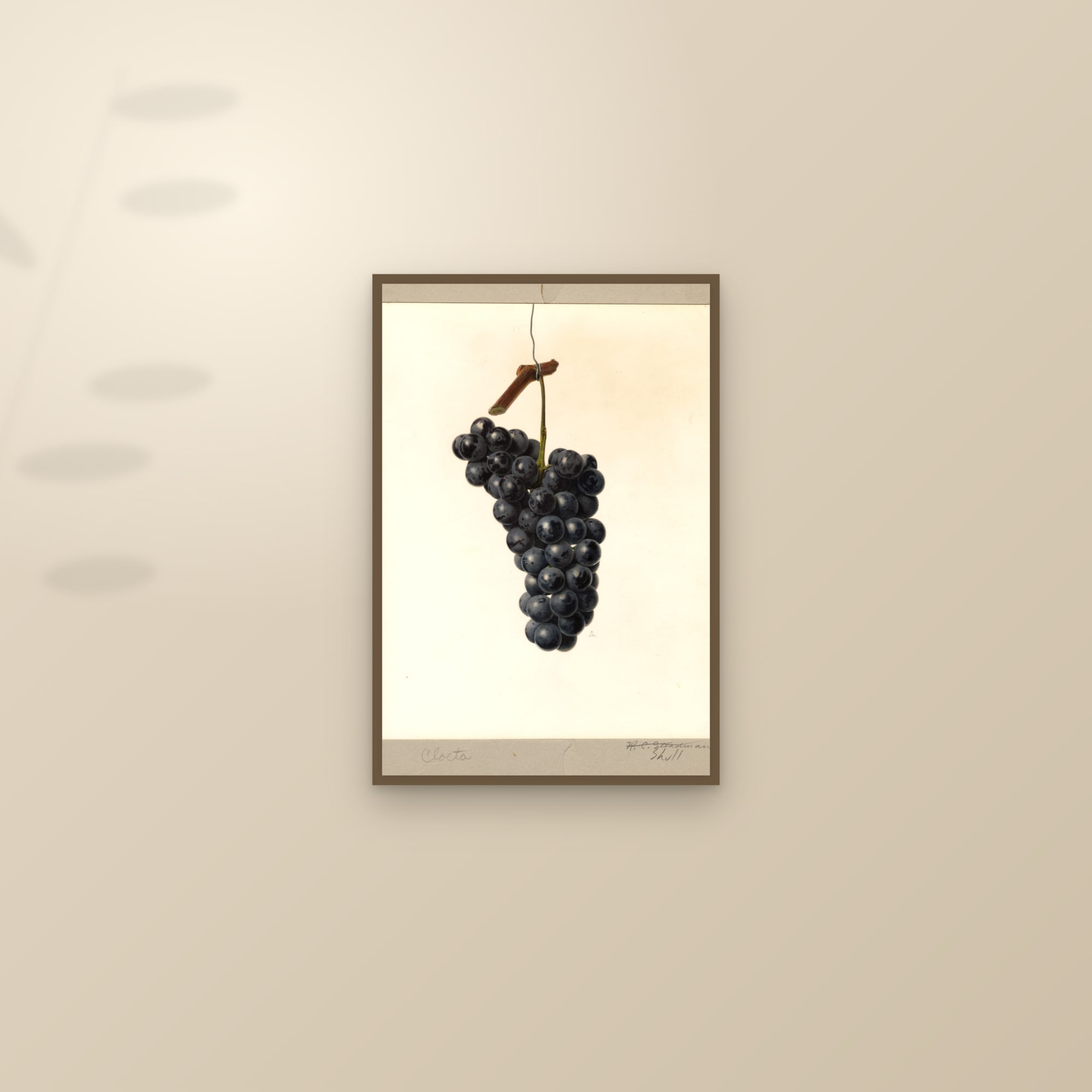 Cloeta Grape — framed and styled on a sunlit wall