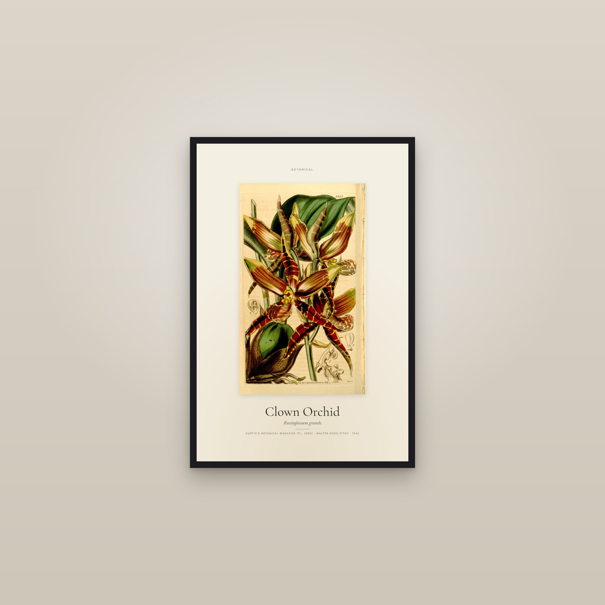 Clown Orchid — Specimen — framed in a gallery setting