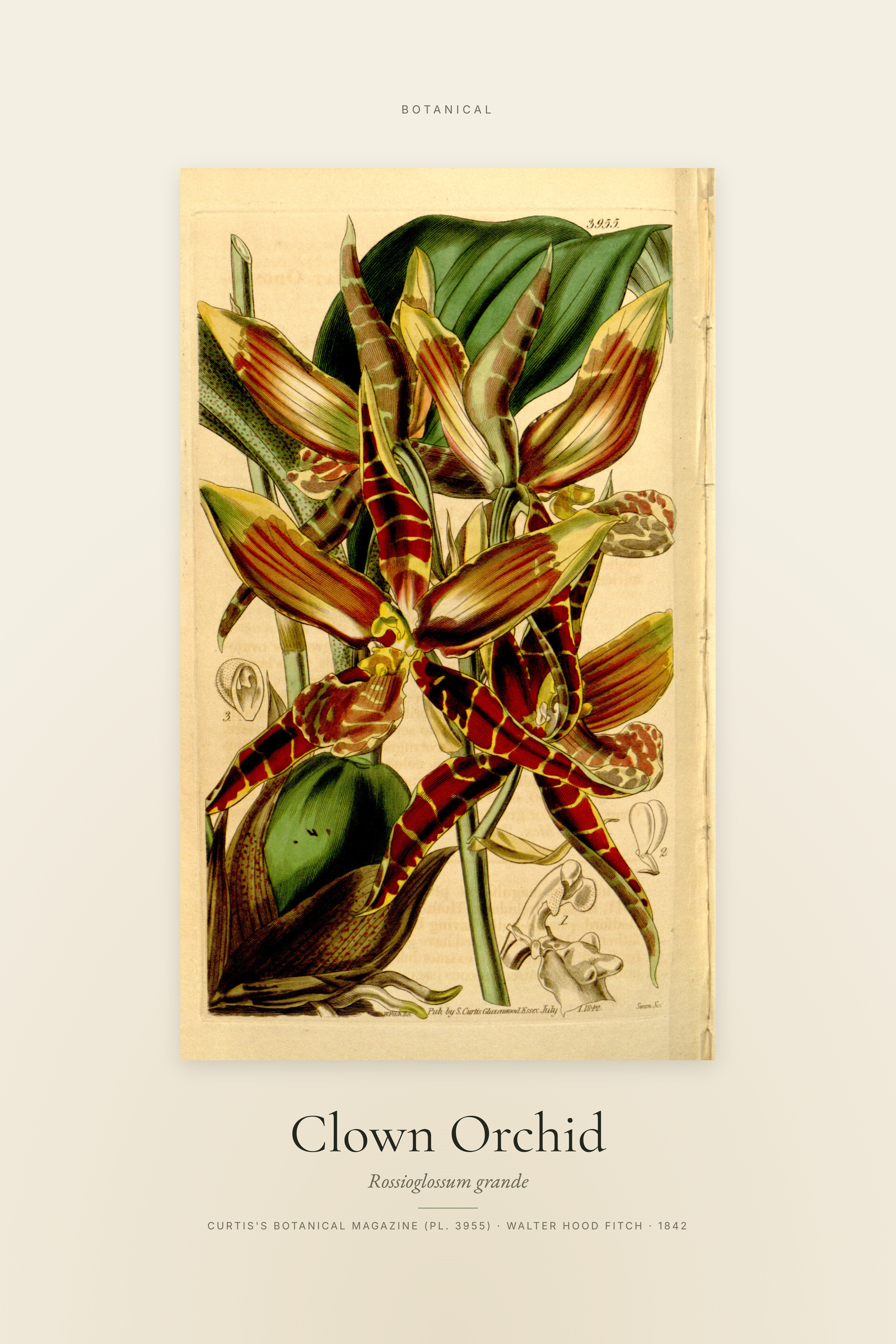 Clown Orchid — Specimen