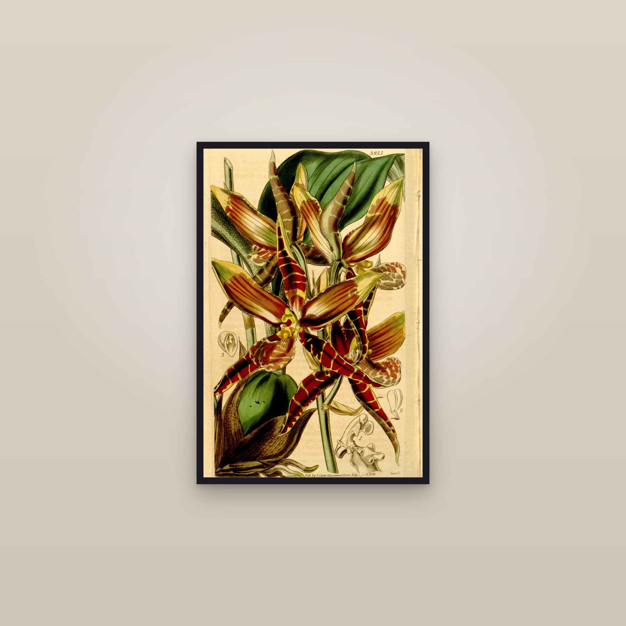 Clown Orchid — framed in a gallery setting