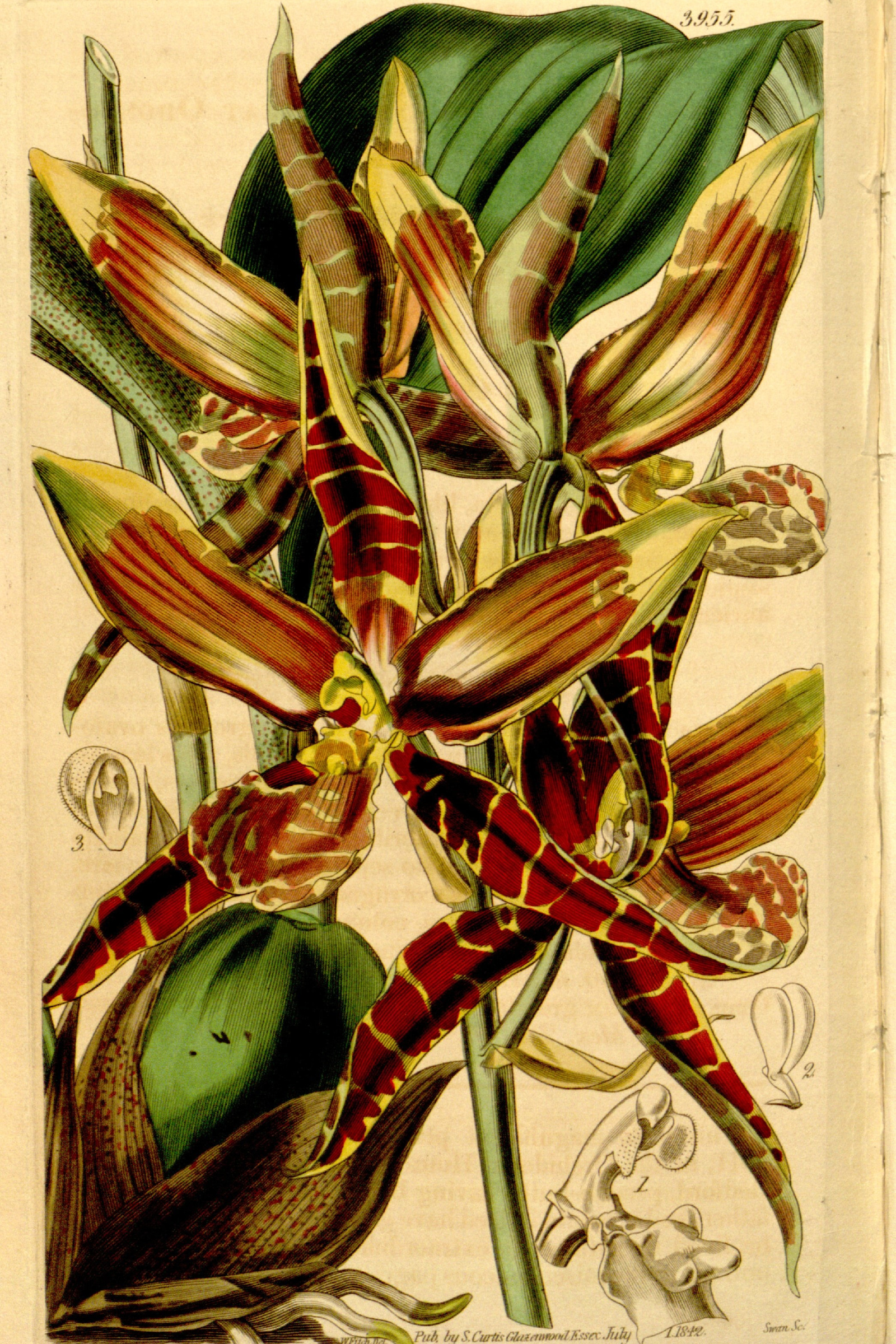 Clown Orchid