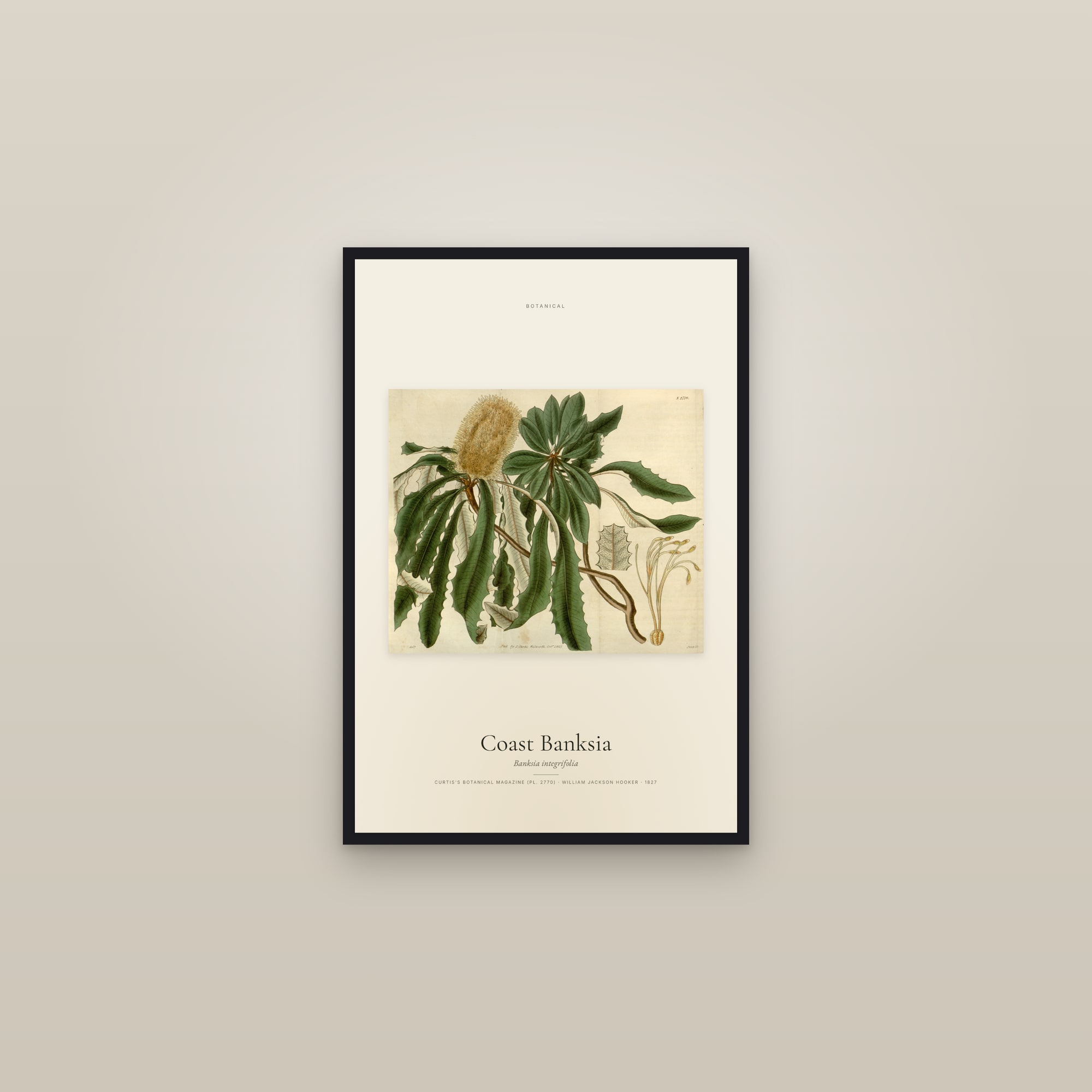 Coast Banksia — framed in a gallery setting