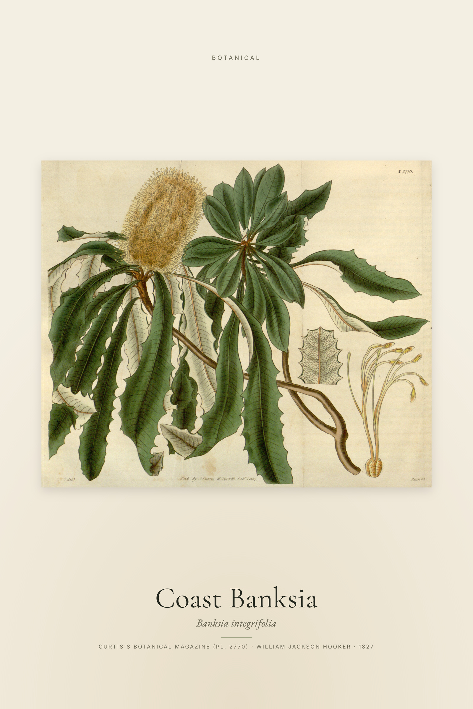 Coast Banksia