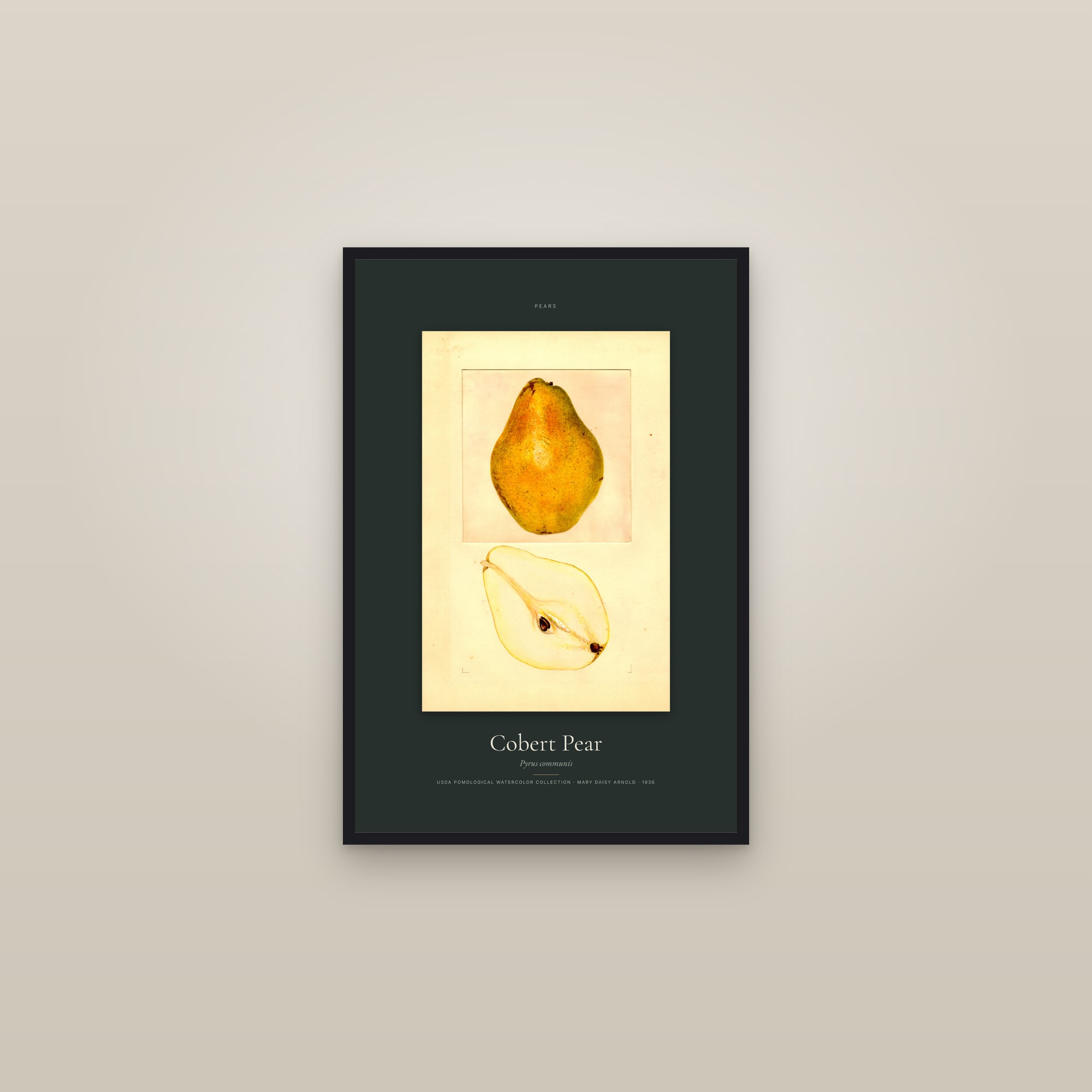 Cobert Pear — Specimen — framed in a gallery setting