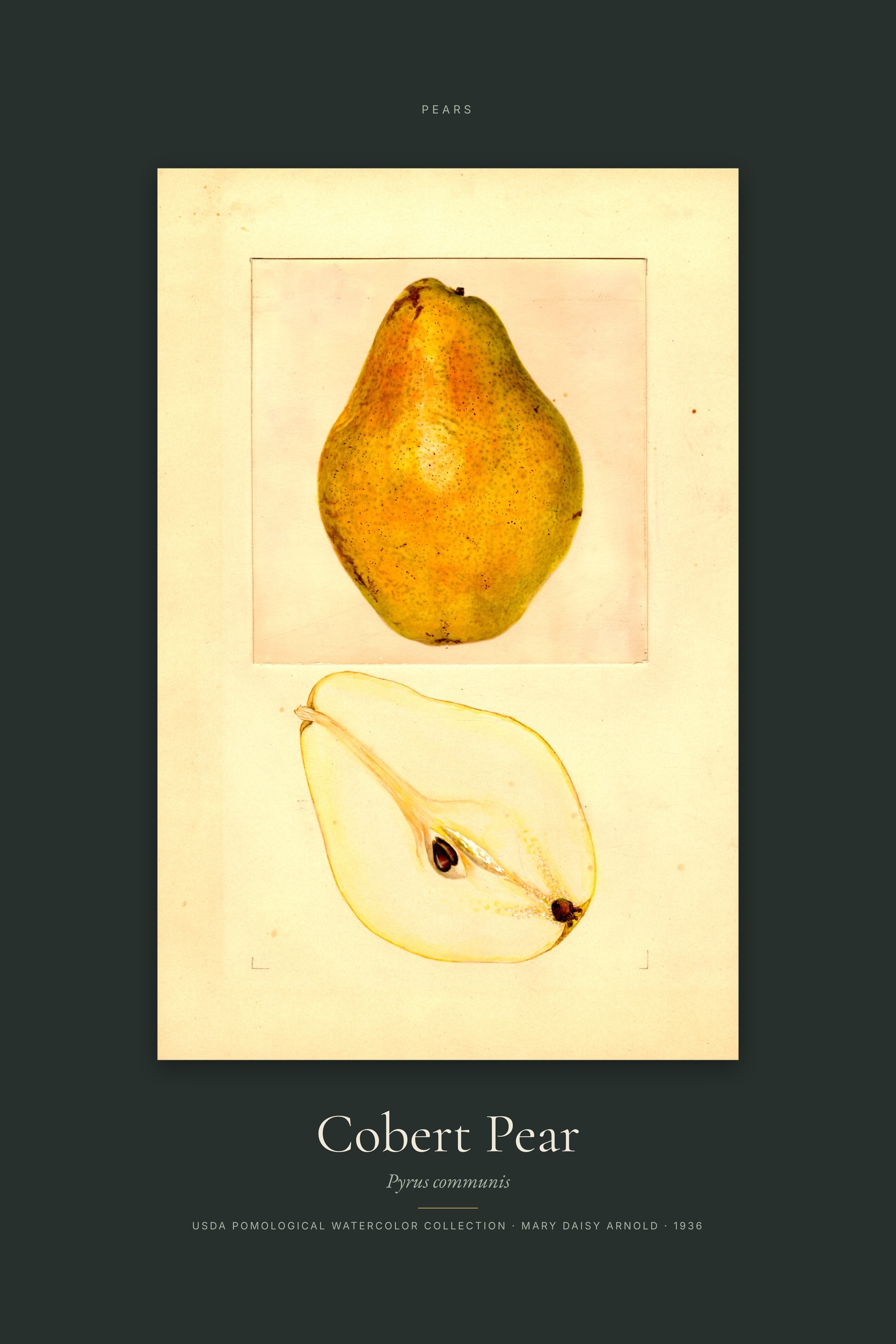 Cobert Pear — Specimen