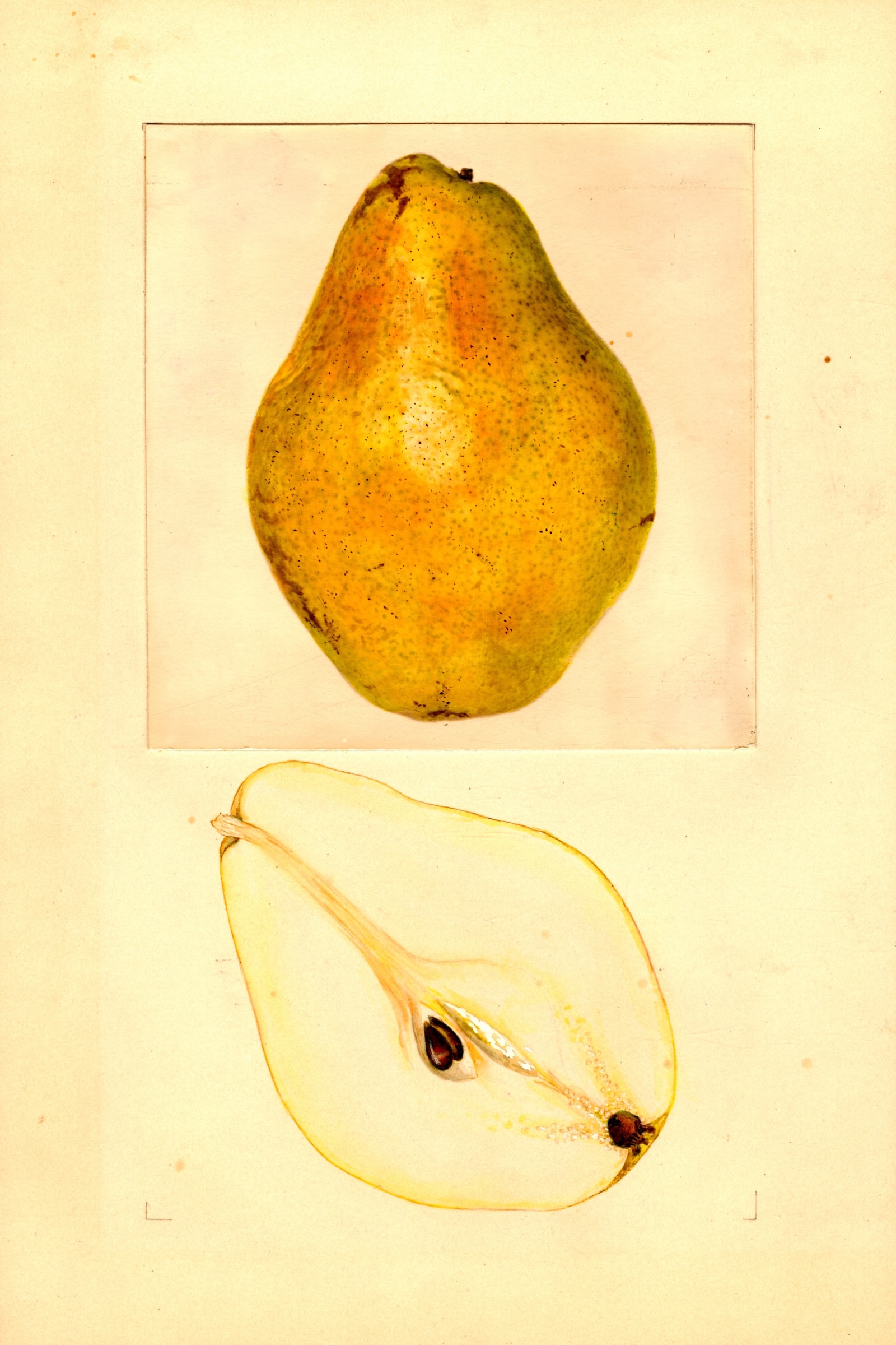 Cobert Pear