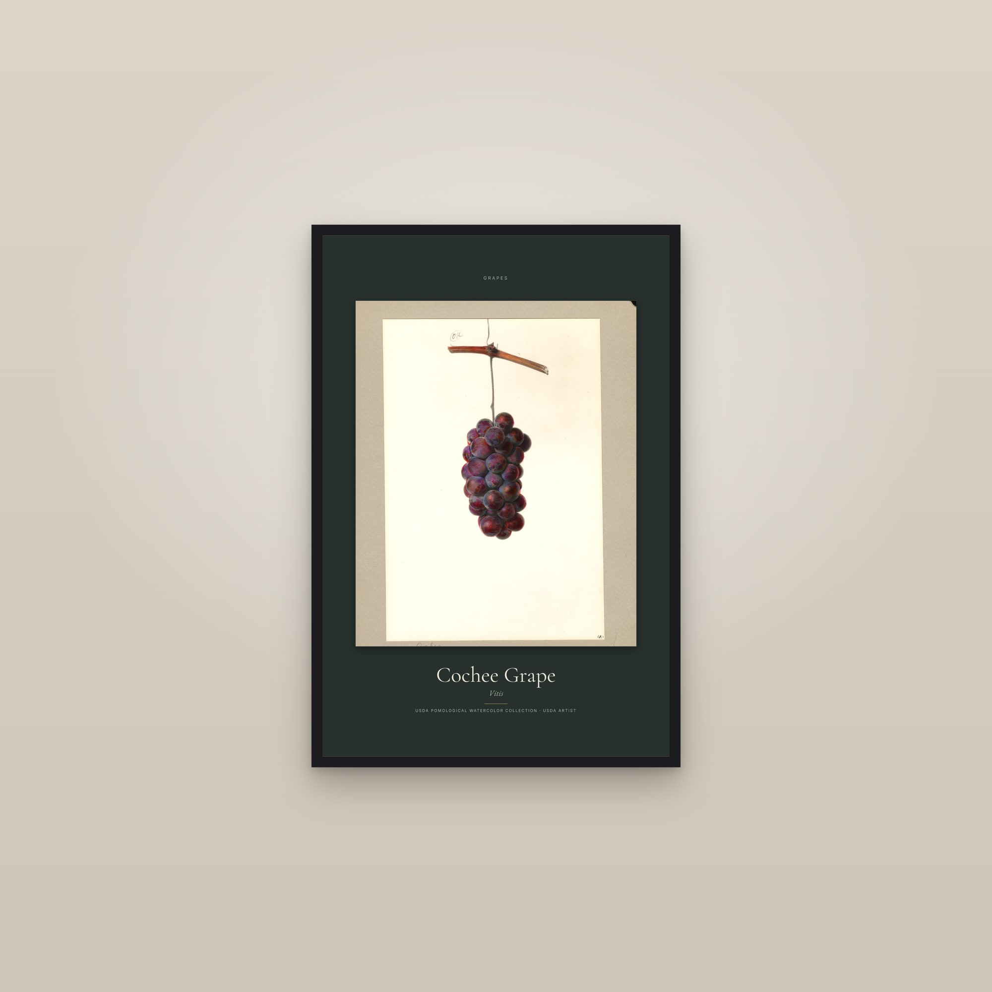 Cochee Grape — Specimen — framed in a gallery setting