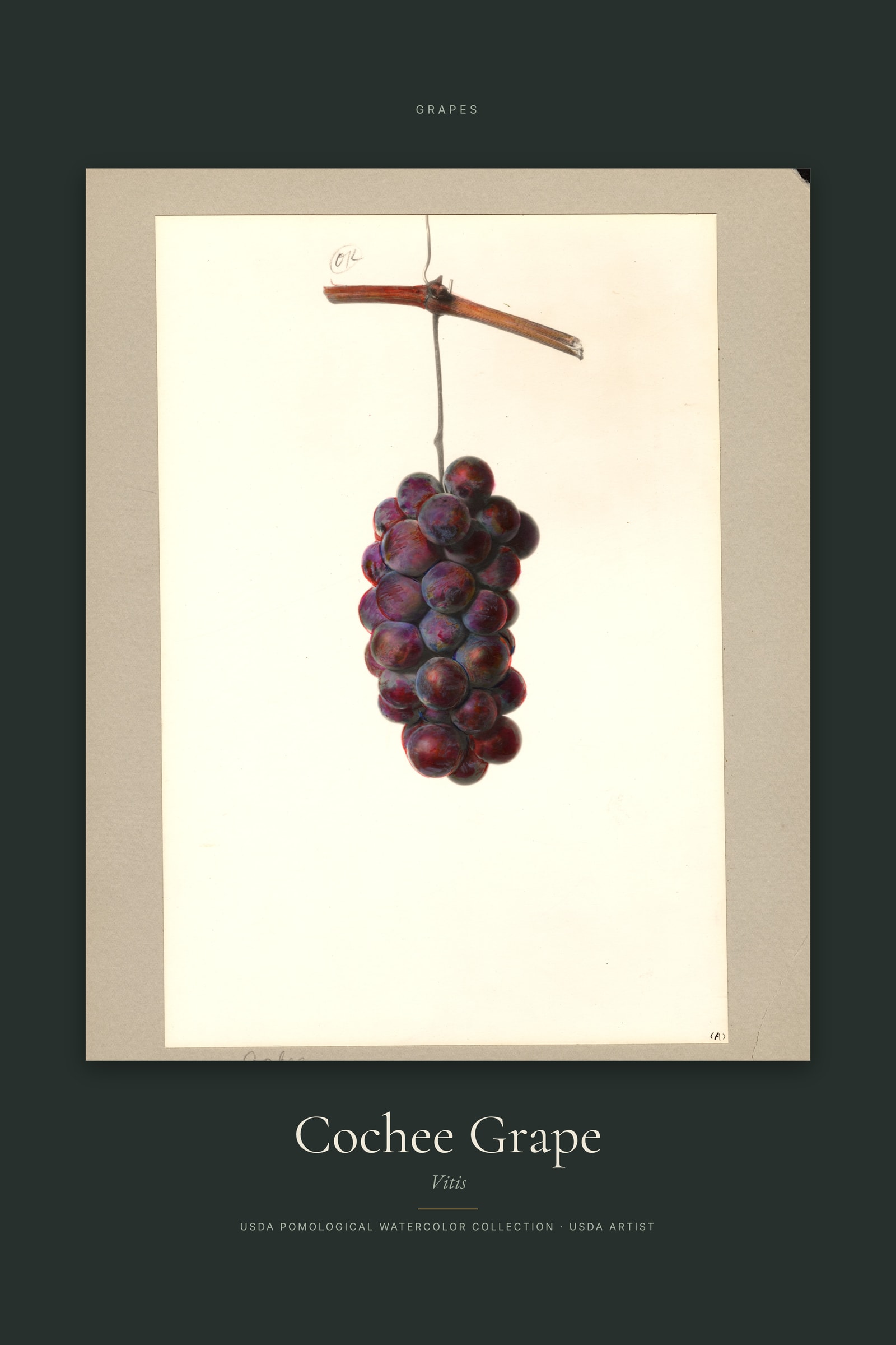 Cochee Grape — Specimen