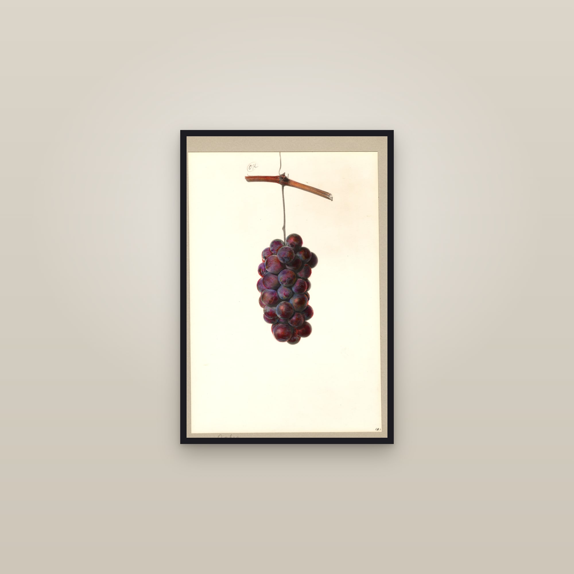Cochee Grape — framed in a gallery setting