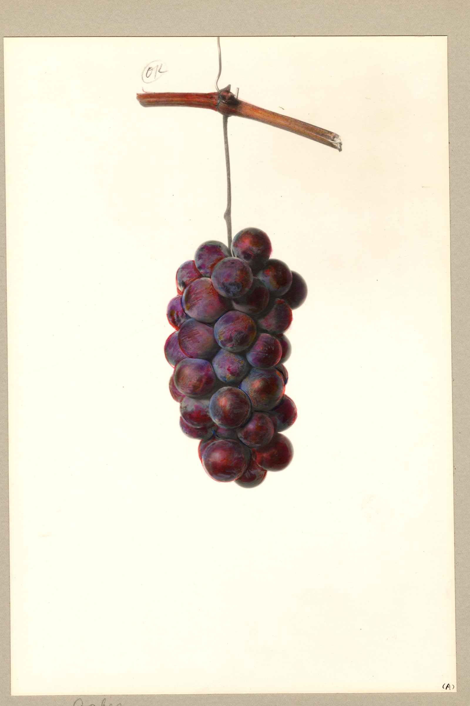 Cochee Grape