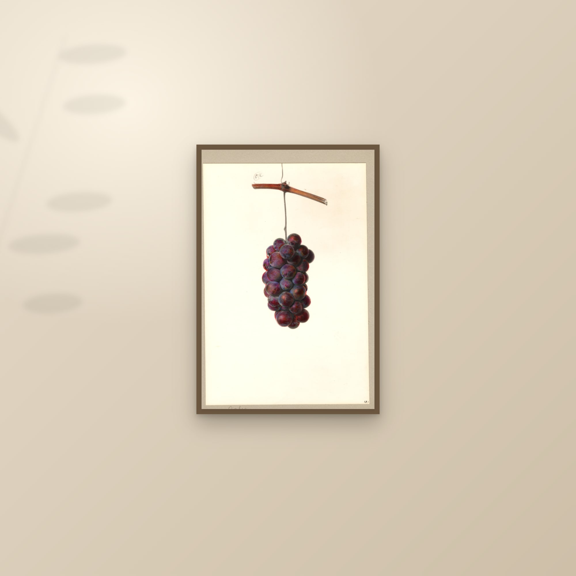 Cochee Grape — framed and styled on a sunlit wall