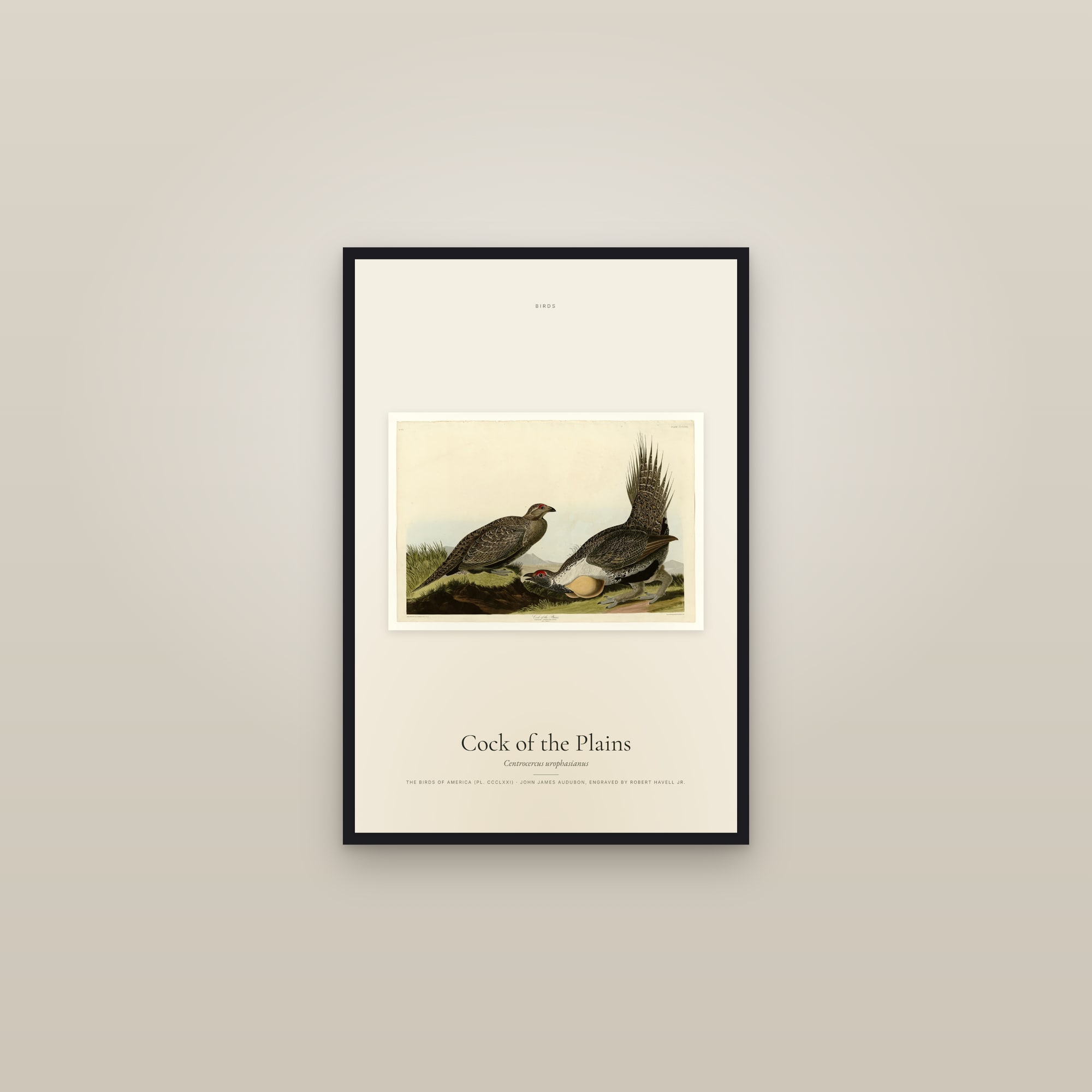 Cock of the Plains — framed in a gallery setting