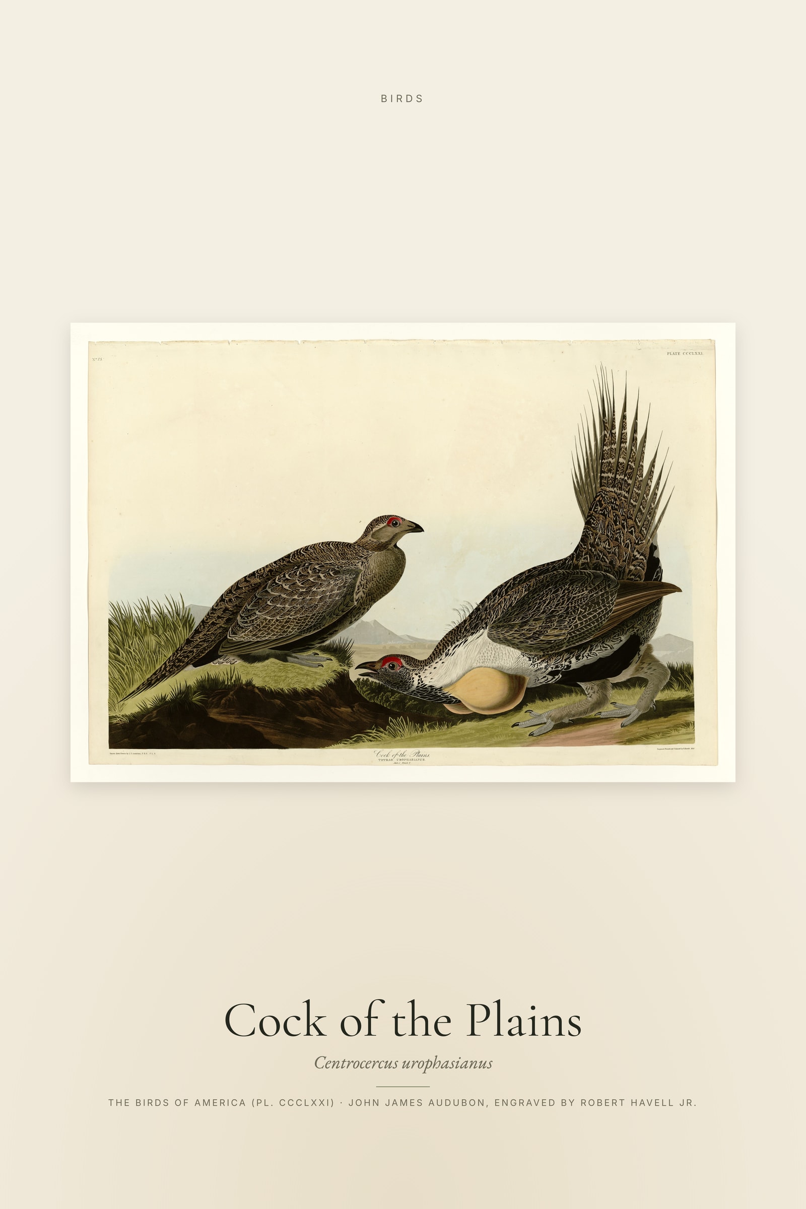 Cock of the Plains