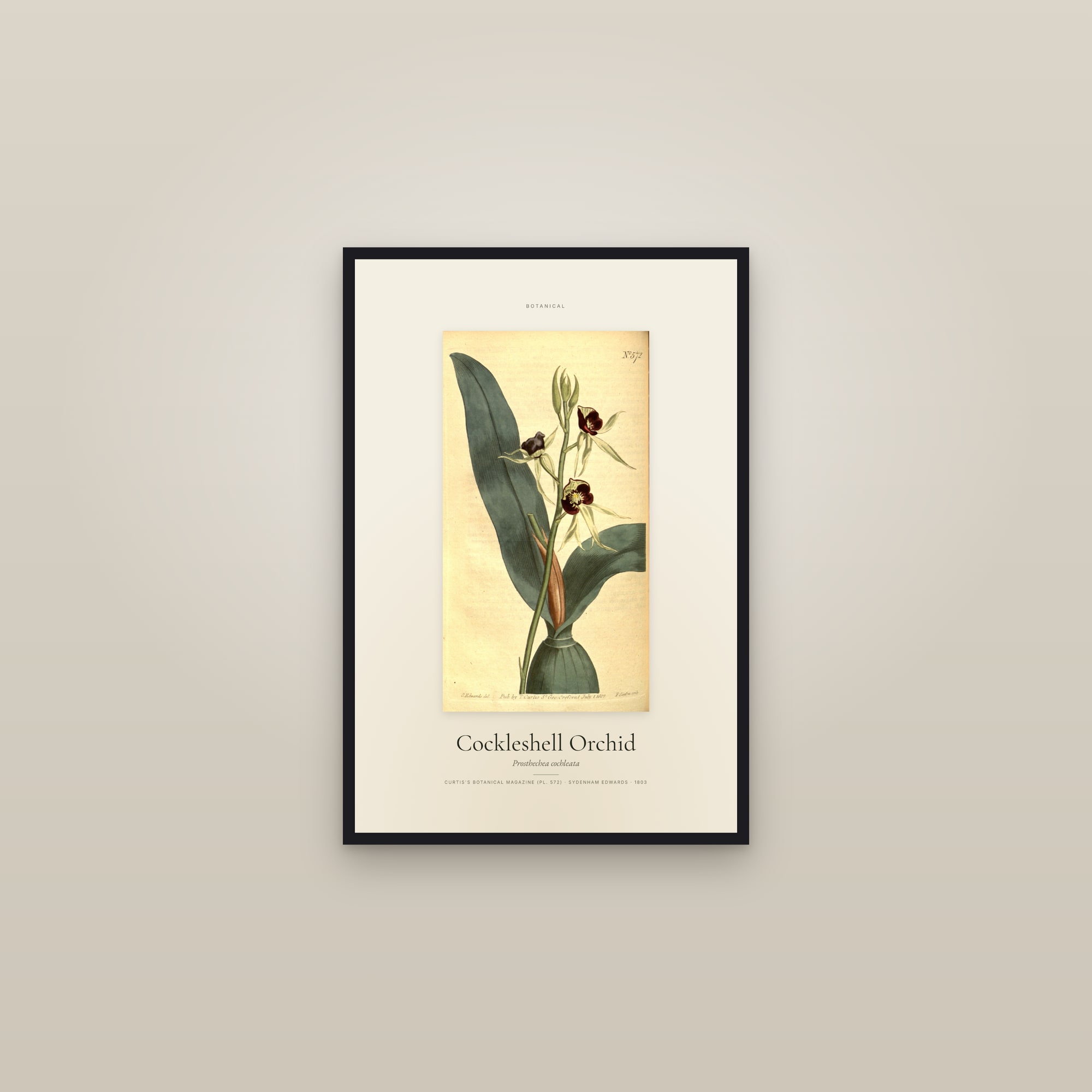 Cockleshell Orchid — Specimen — framed in a gallery setting