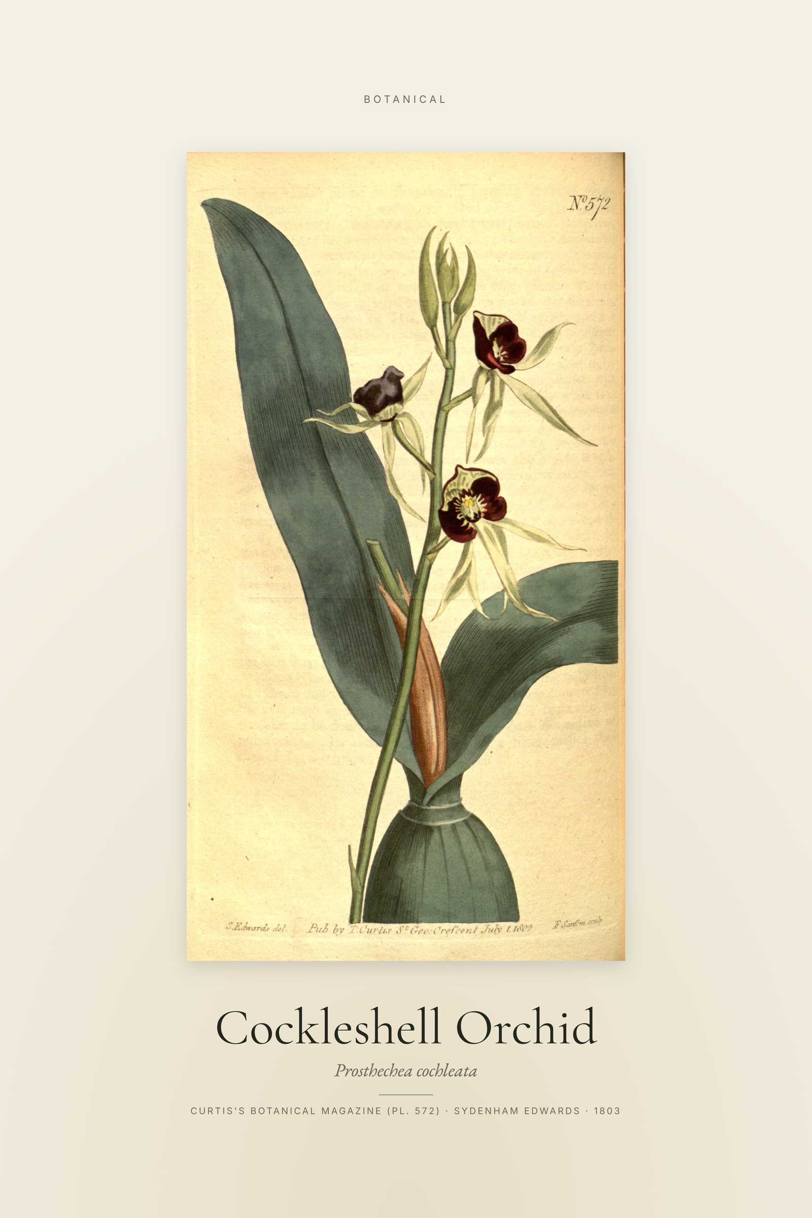 Cockleshell Orchid — Specimen