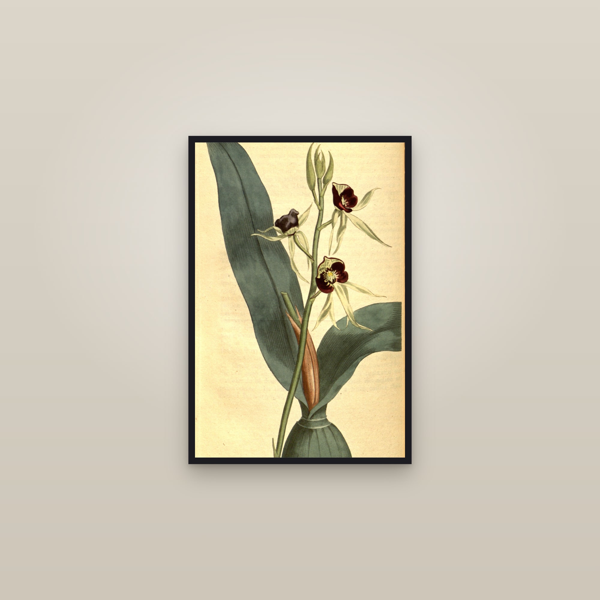 Cockleshell Orchid — framed in a gallery setting