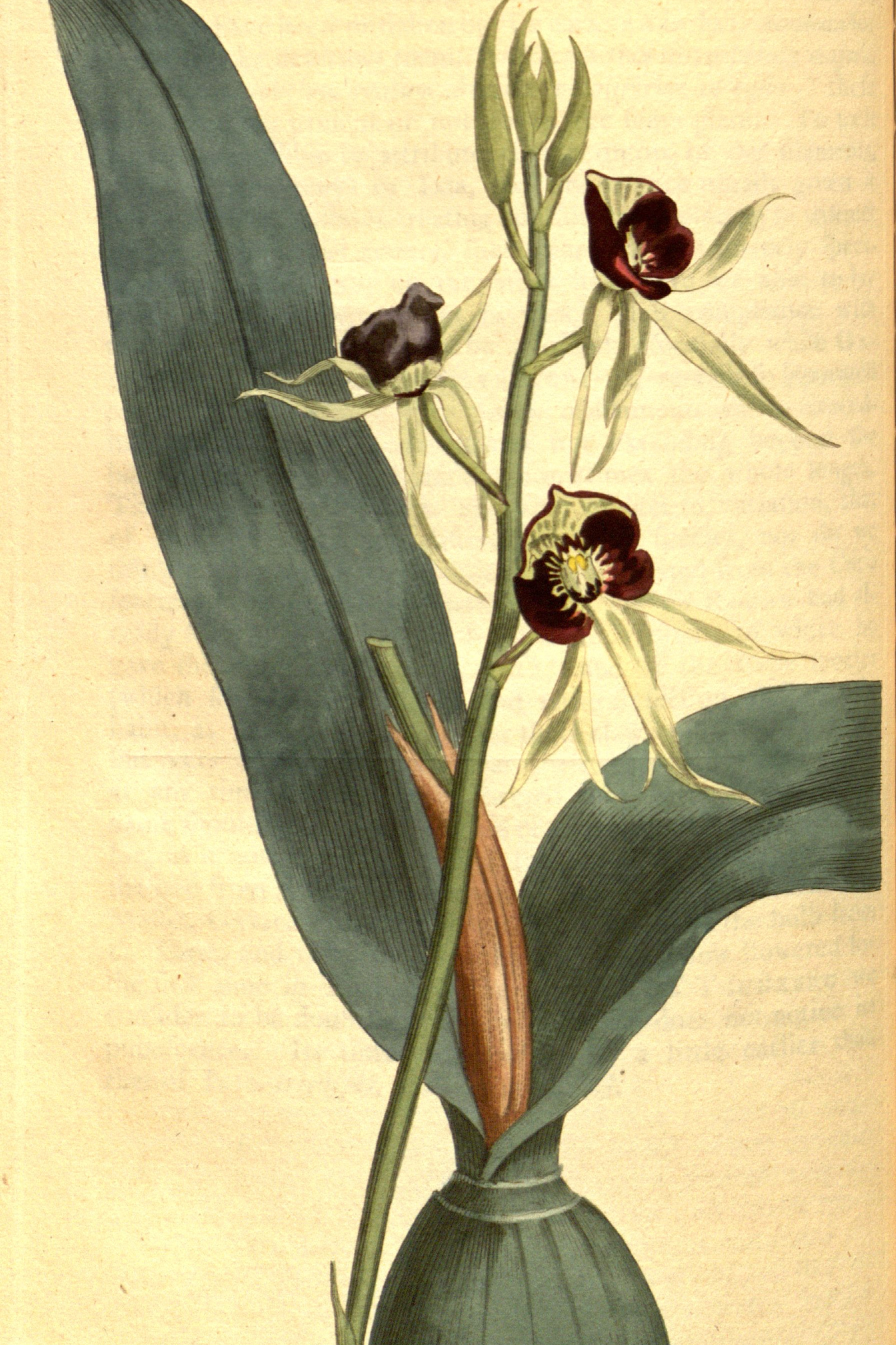 Cockleshell Orchid