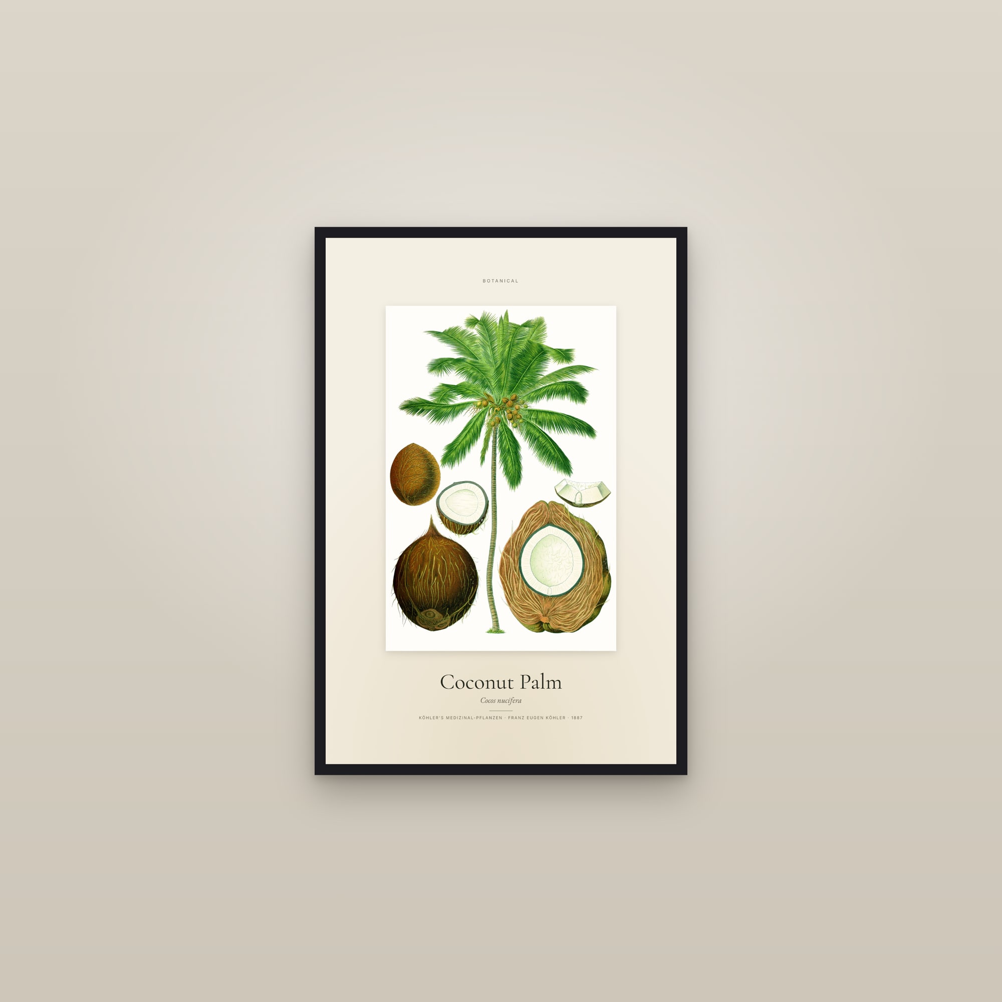 Coconut Palm — Specimen