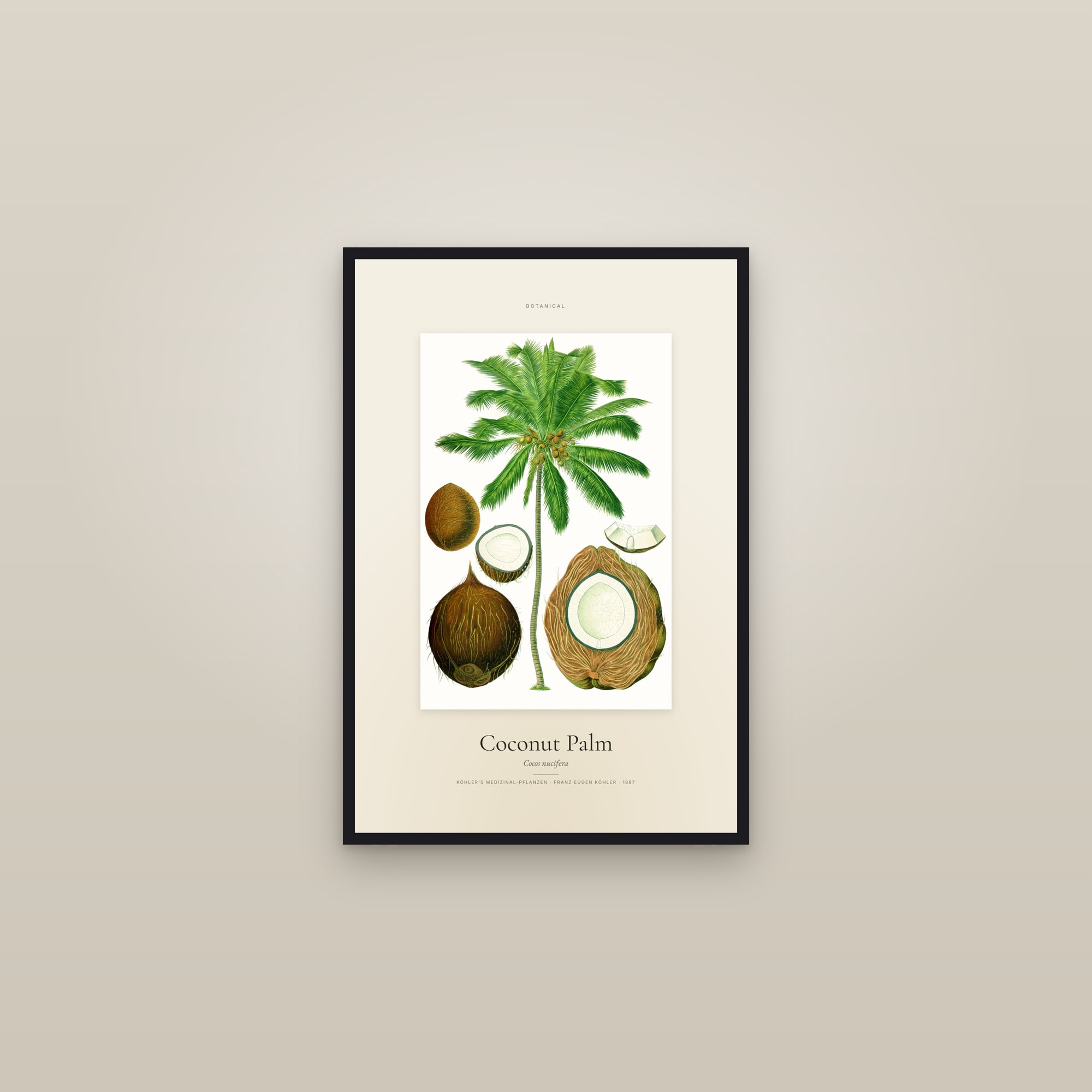 Coconut Palm — Specimen — framed in a gallery setting