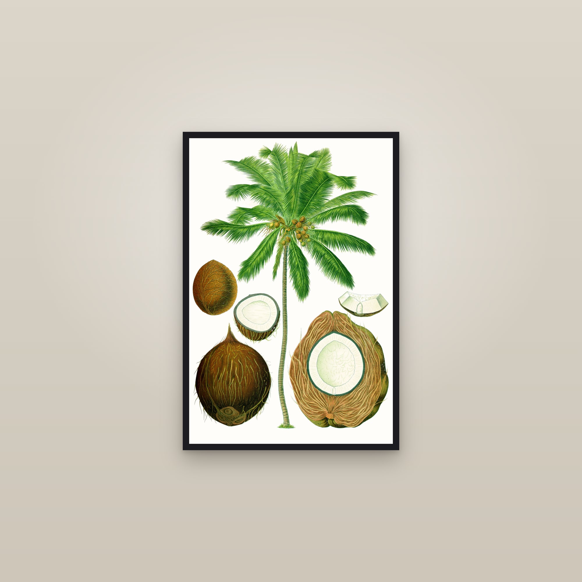 Coconut Palm — framed in a gallery setting