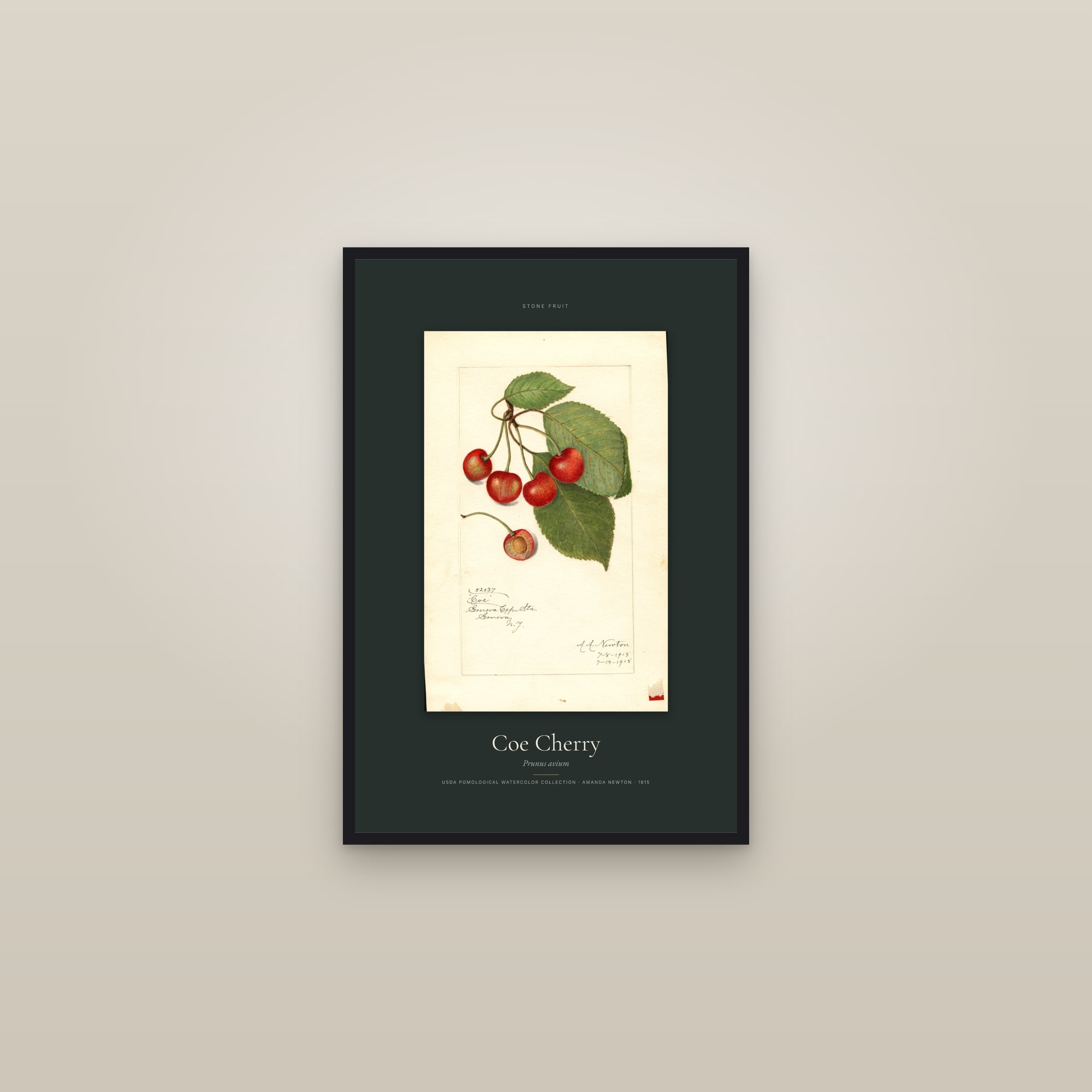 Coe Cherry — Specimen — framed in a gallery setting