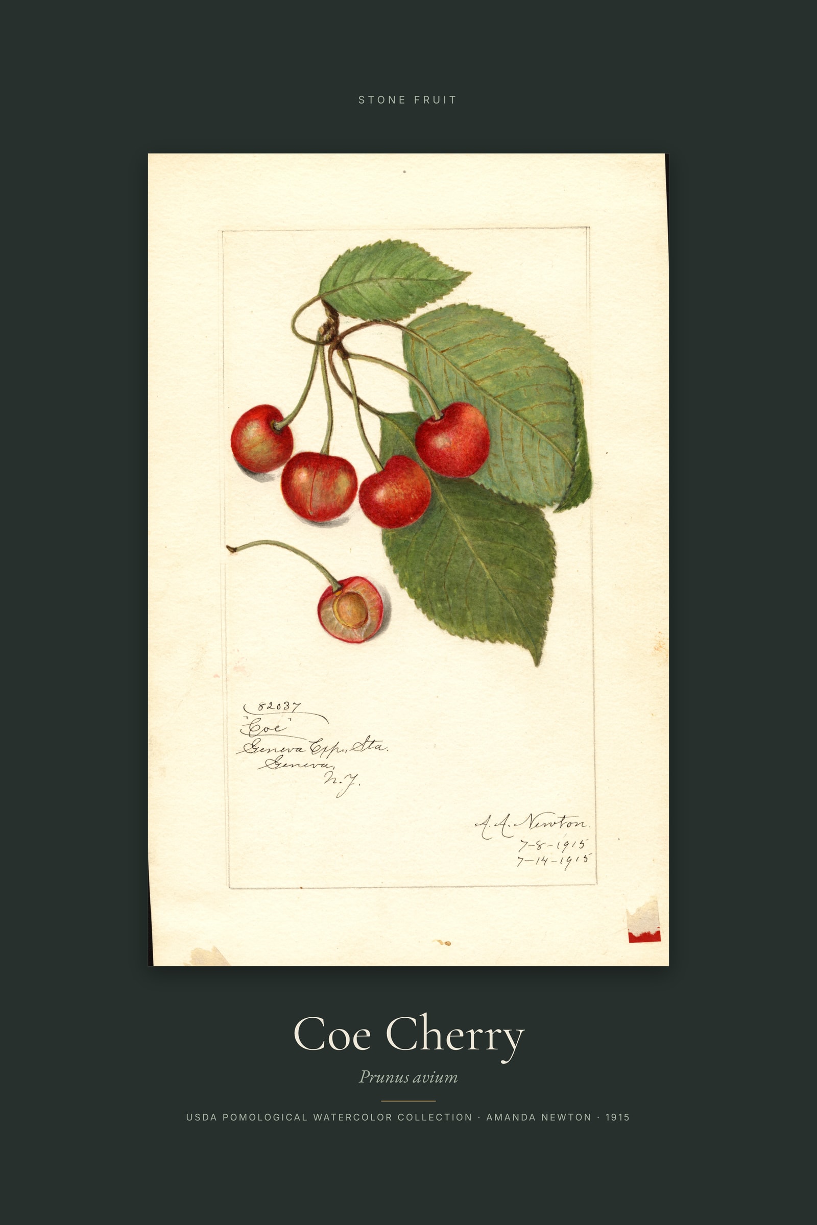 Coe Cherry — Specimen