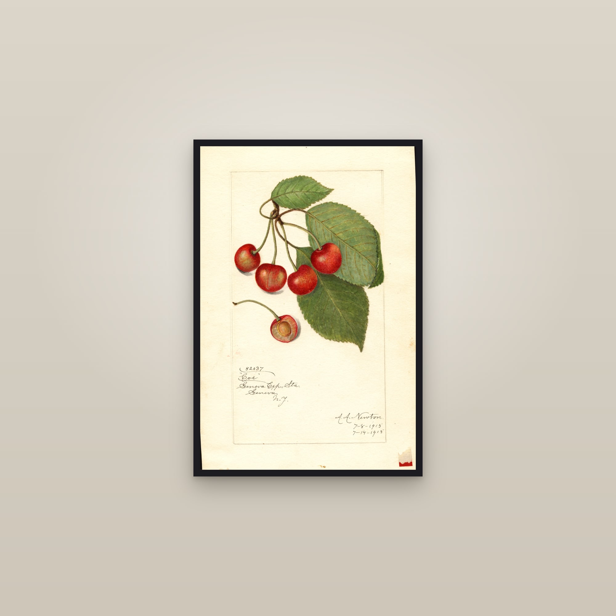 Coe Cherry — framed in a gallery setting