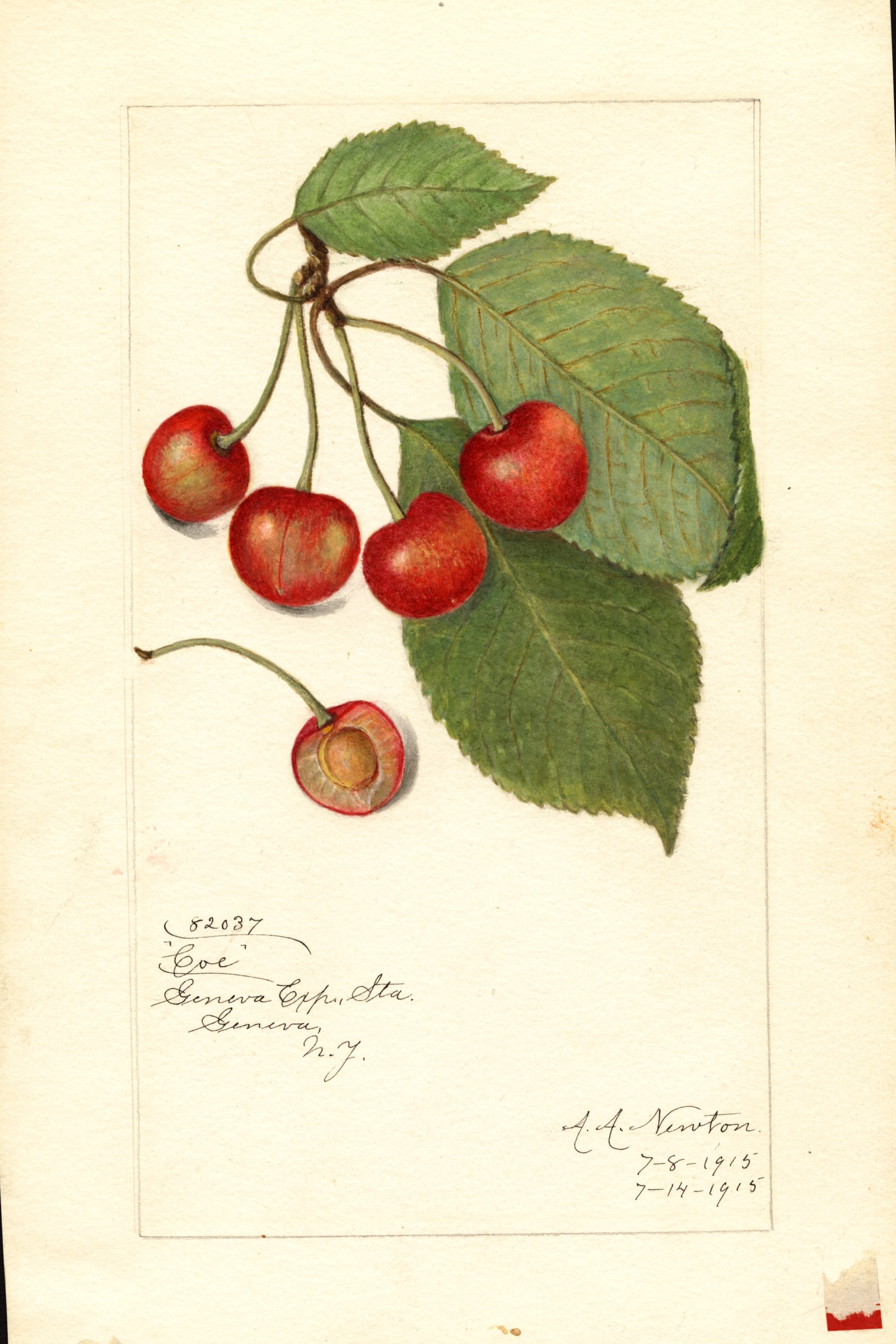 Coe Cherry