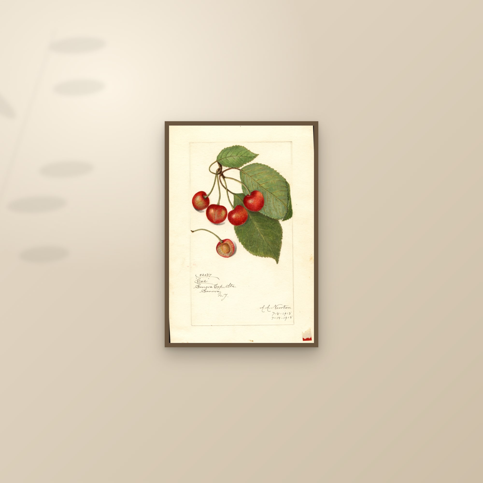 Coe Cherry — framed and styled on a sunlit wall