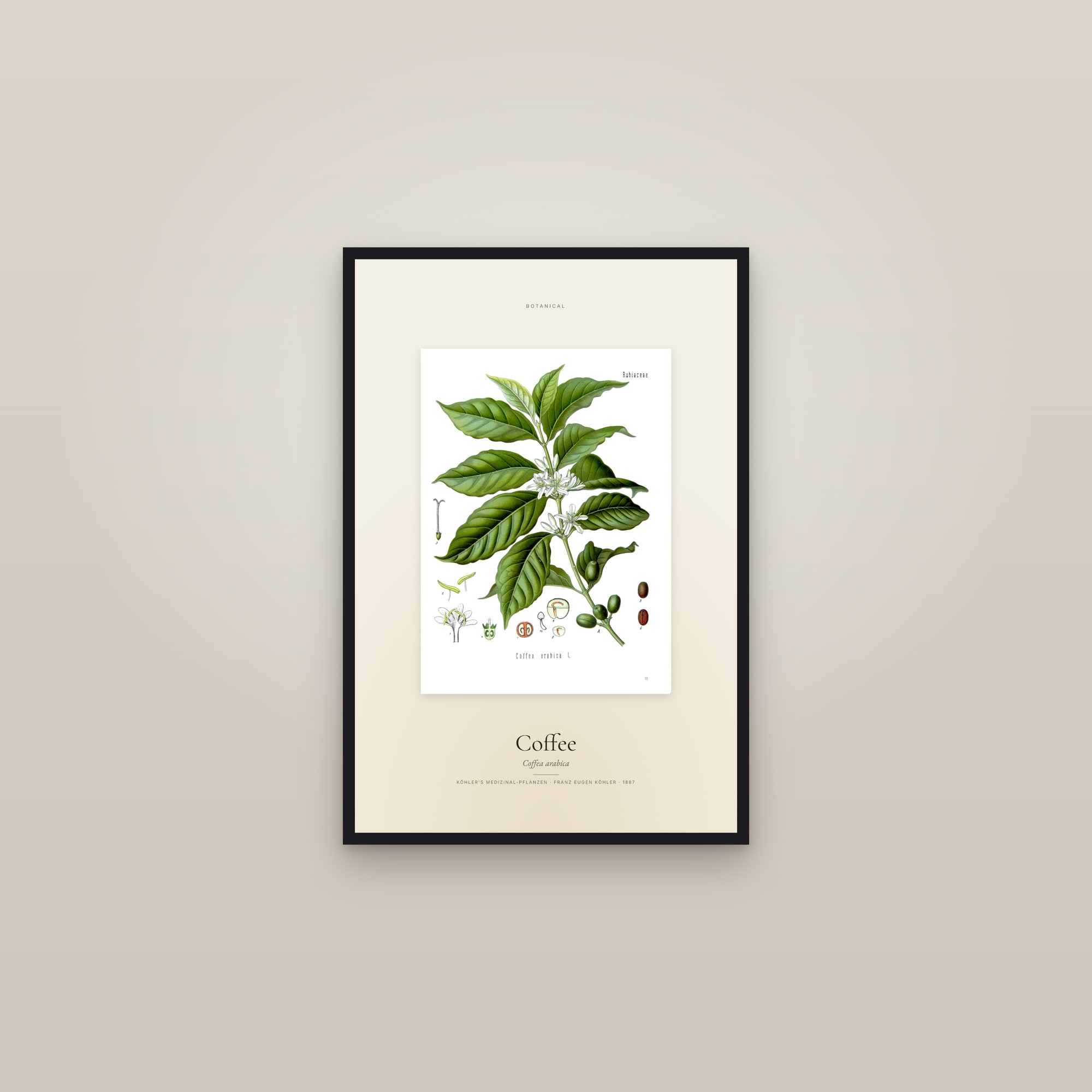 Coffee — Specimen — framed in a gallery setting