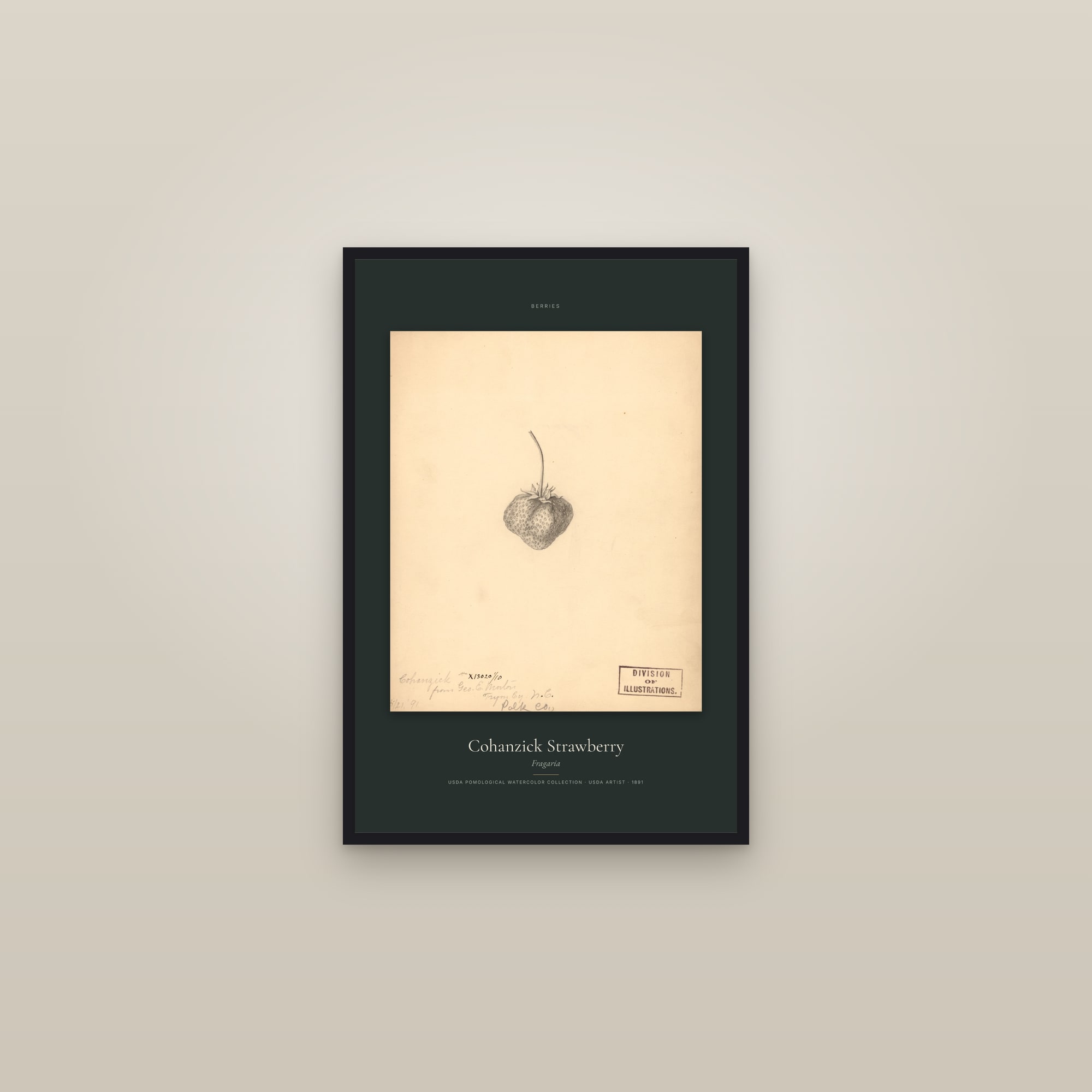 Cohanzick Strawberry — Specimen — framed in a gallery setting