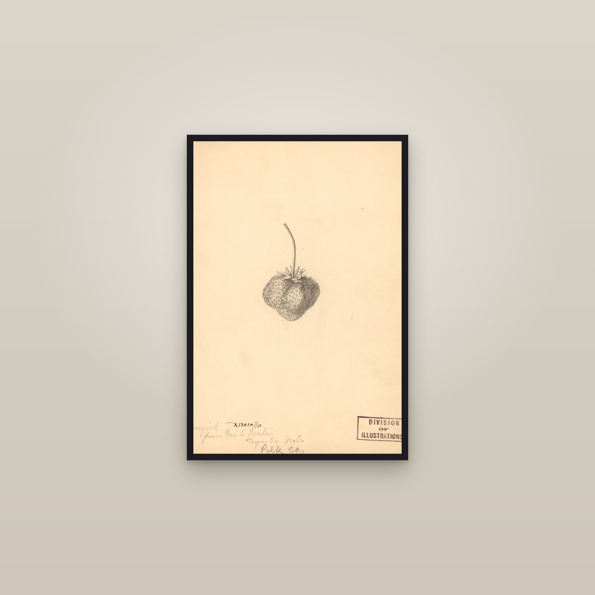Cohanzick Strawberry — framed in a gallery setting