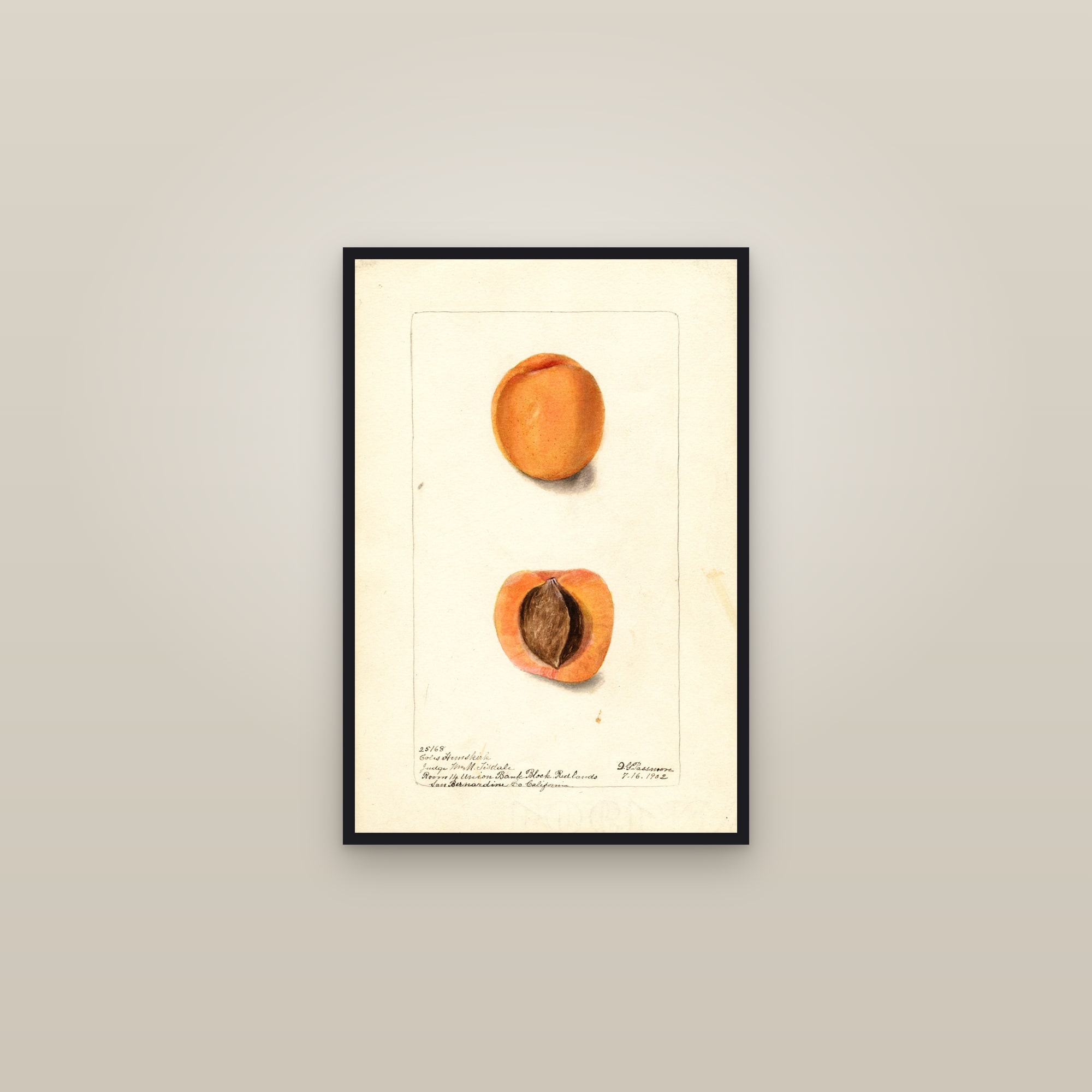 Coles Hemskirk Apricot — framed in a gallery setting