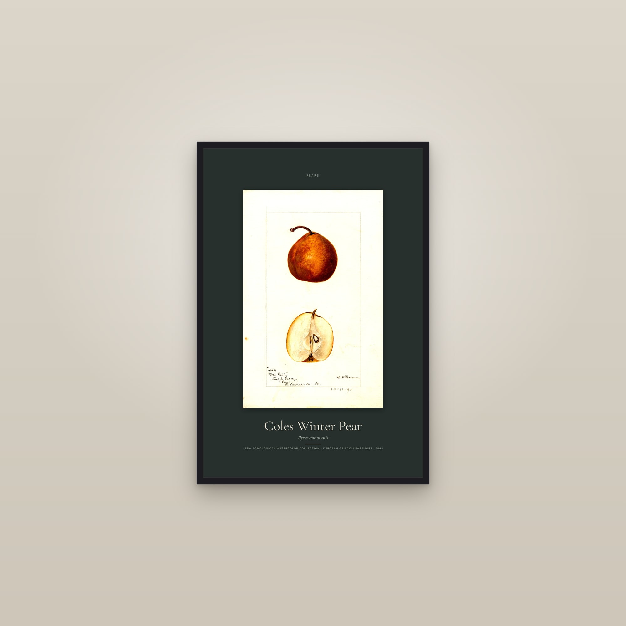 Coles Winter Pear — Specimen — framed in a gallery setting