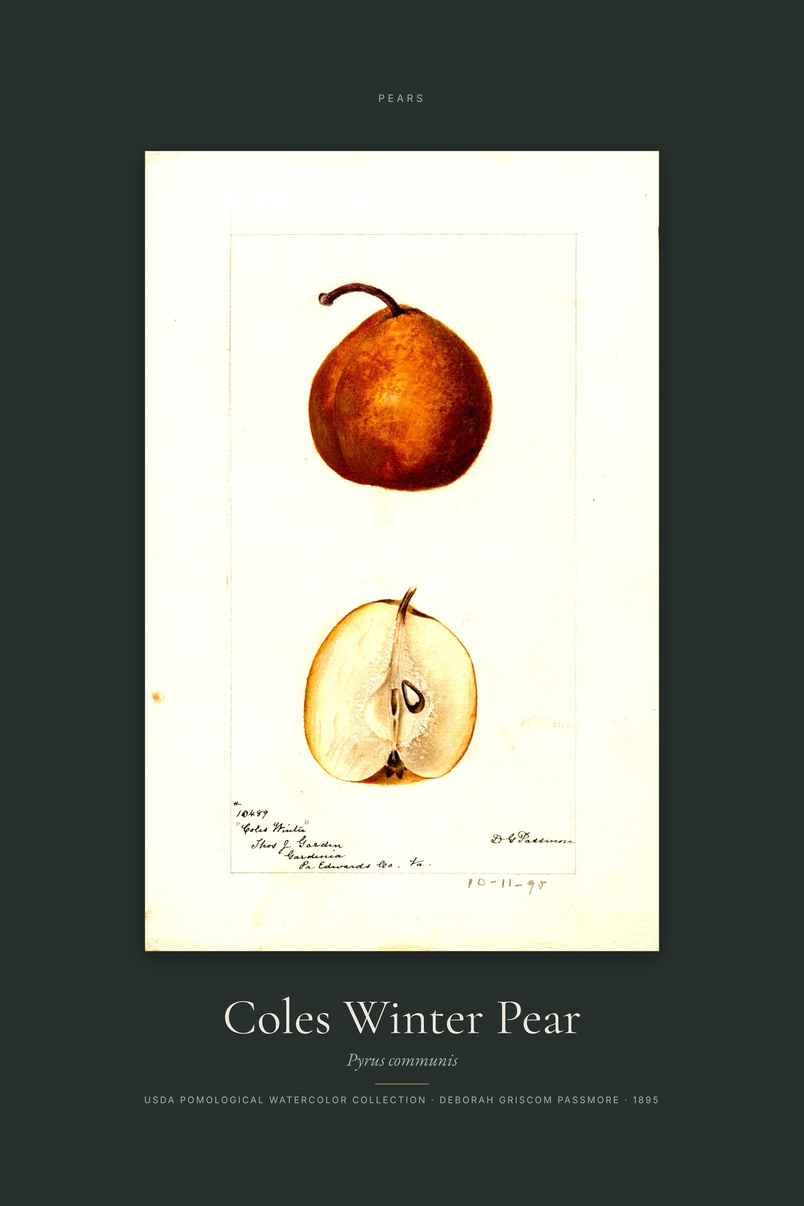 Coles Winter Pear — Specimen