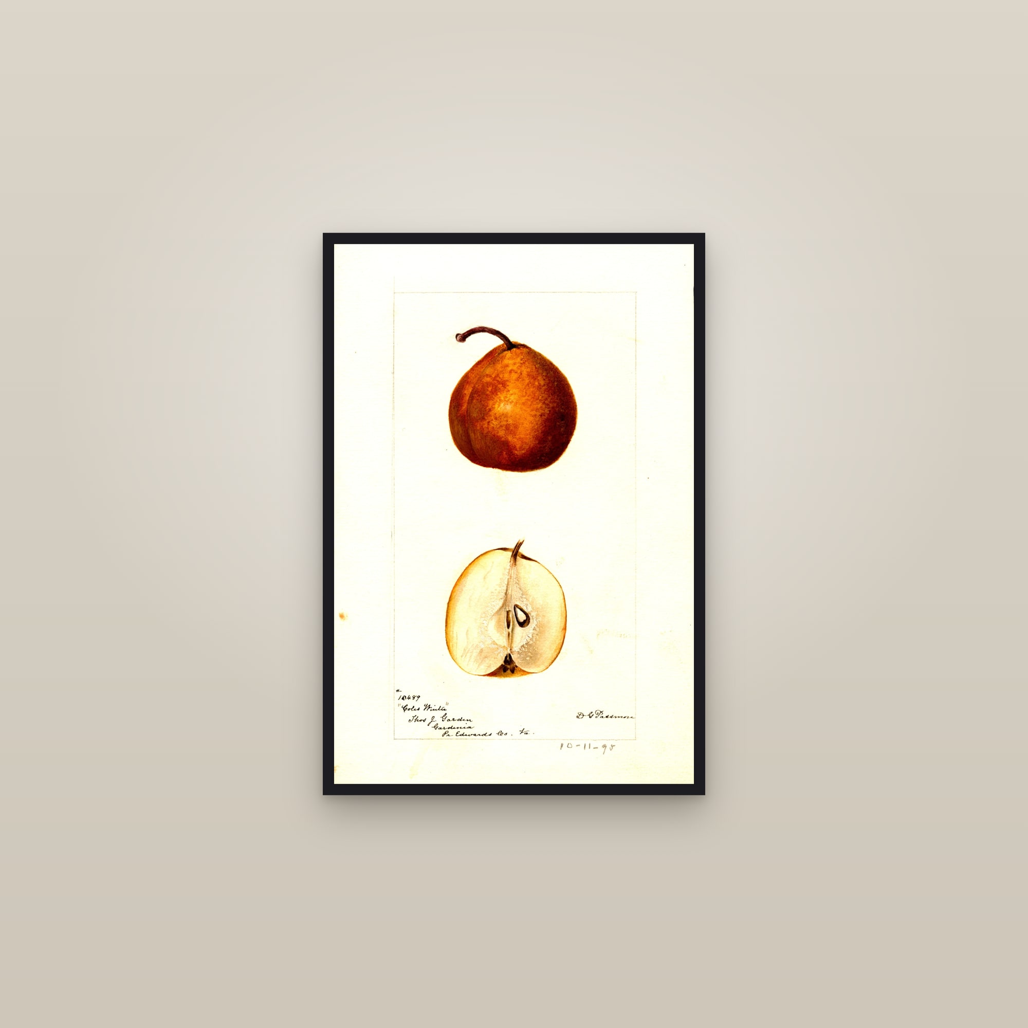 Coles Winter Pear — framed in a gallery setting