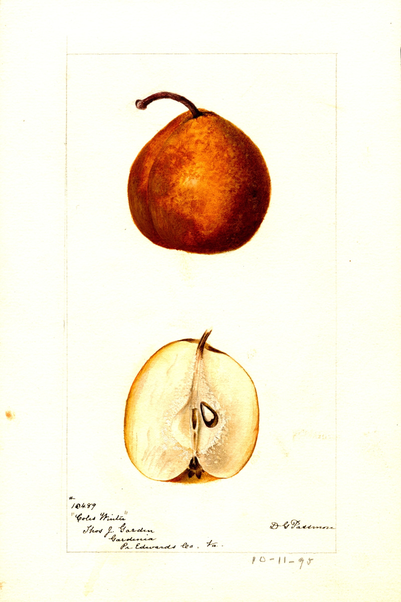 Coles Winter Pear