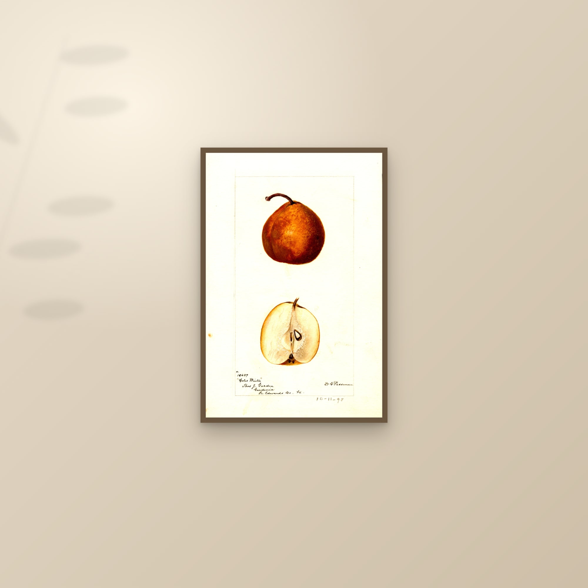 Coles Winter Pear — framed and styled on a sunlit wall