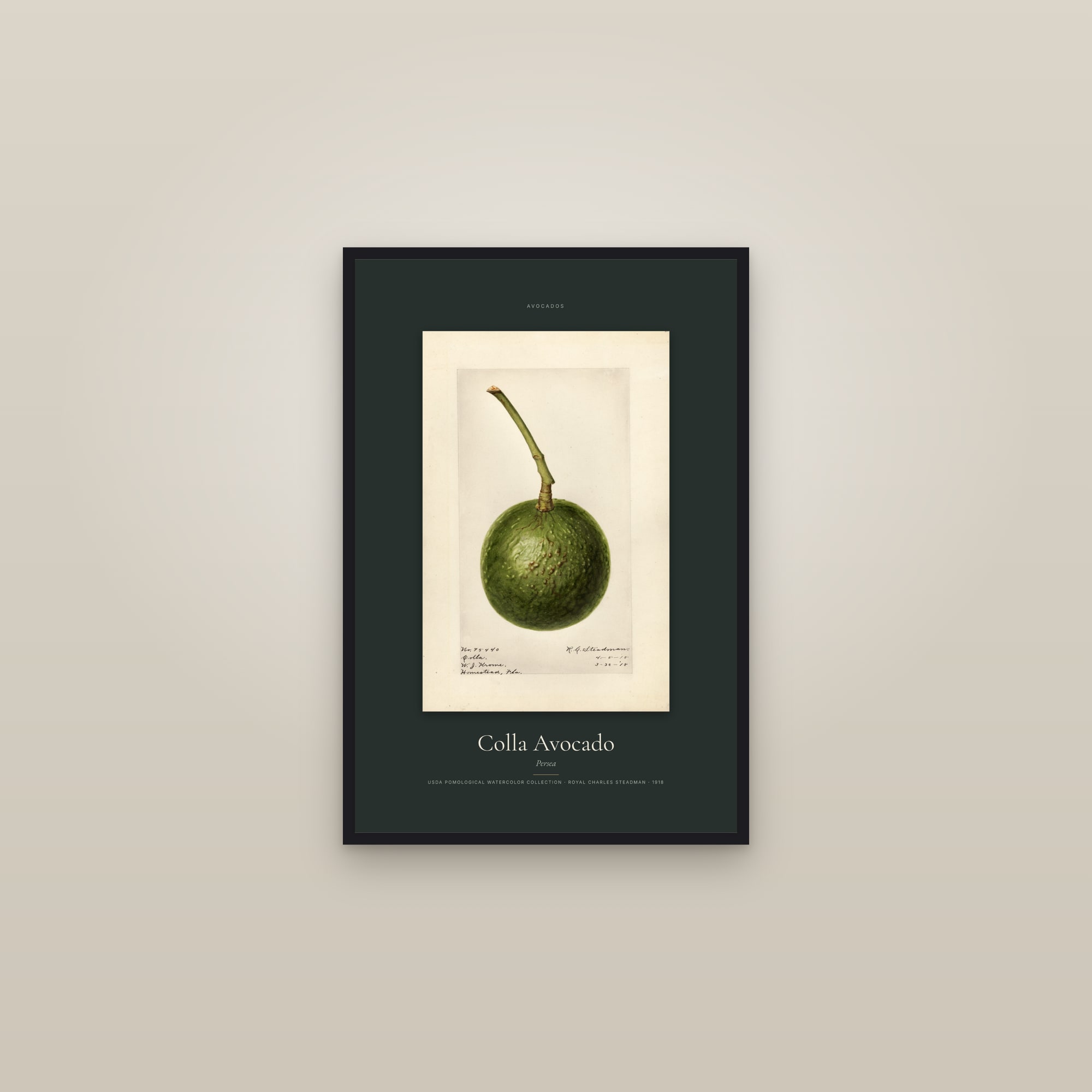 Colla Avocado — Specimen — framed in a gallery setting