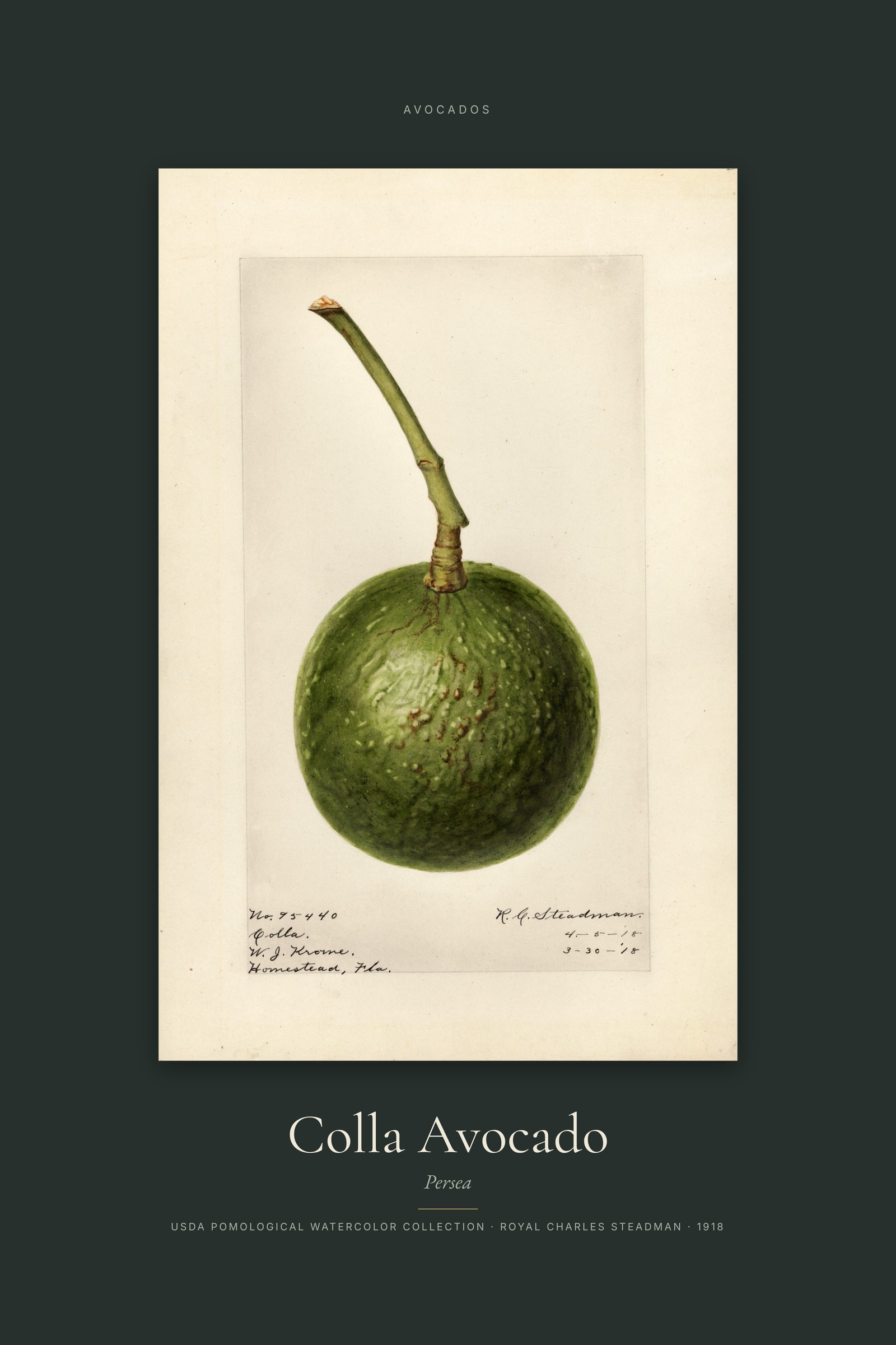 Colla Avocado — Specimen