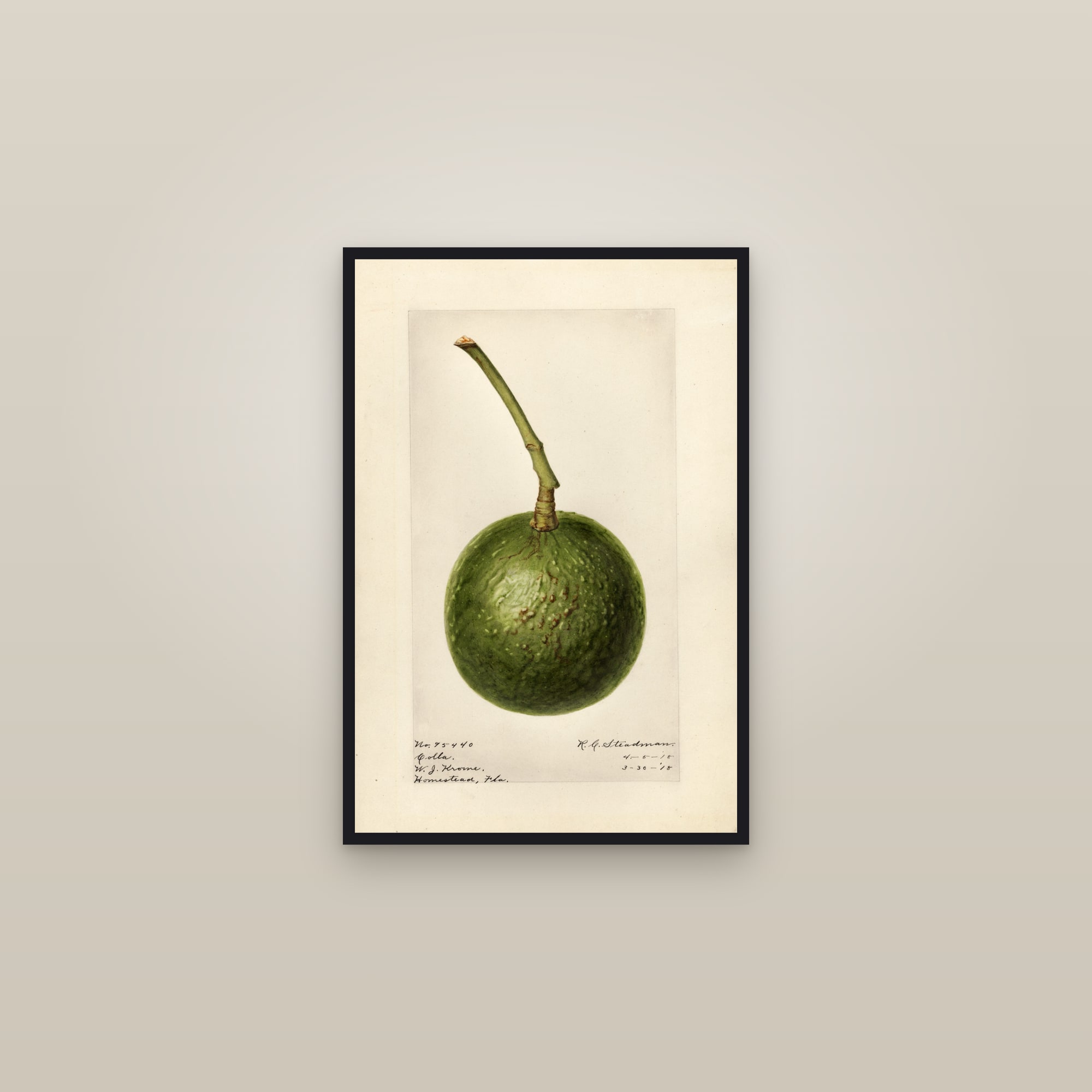 Colla Avocado — framed in a gallery setting