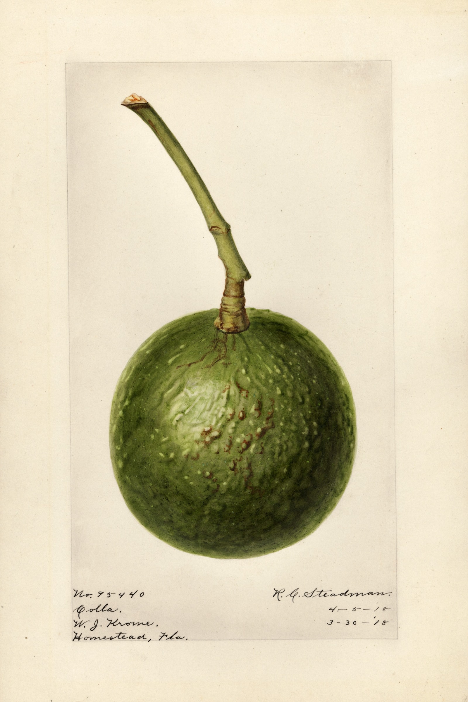 Colla Avocado
