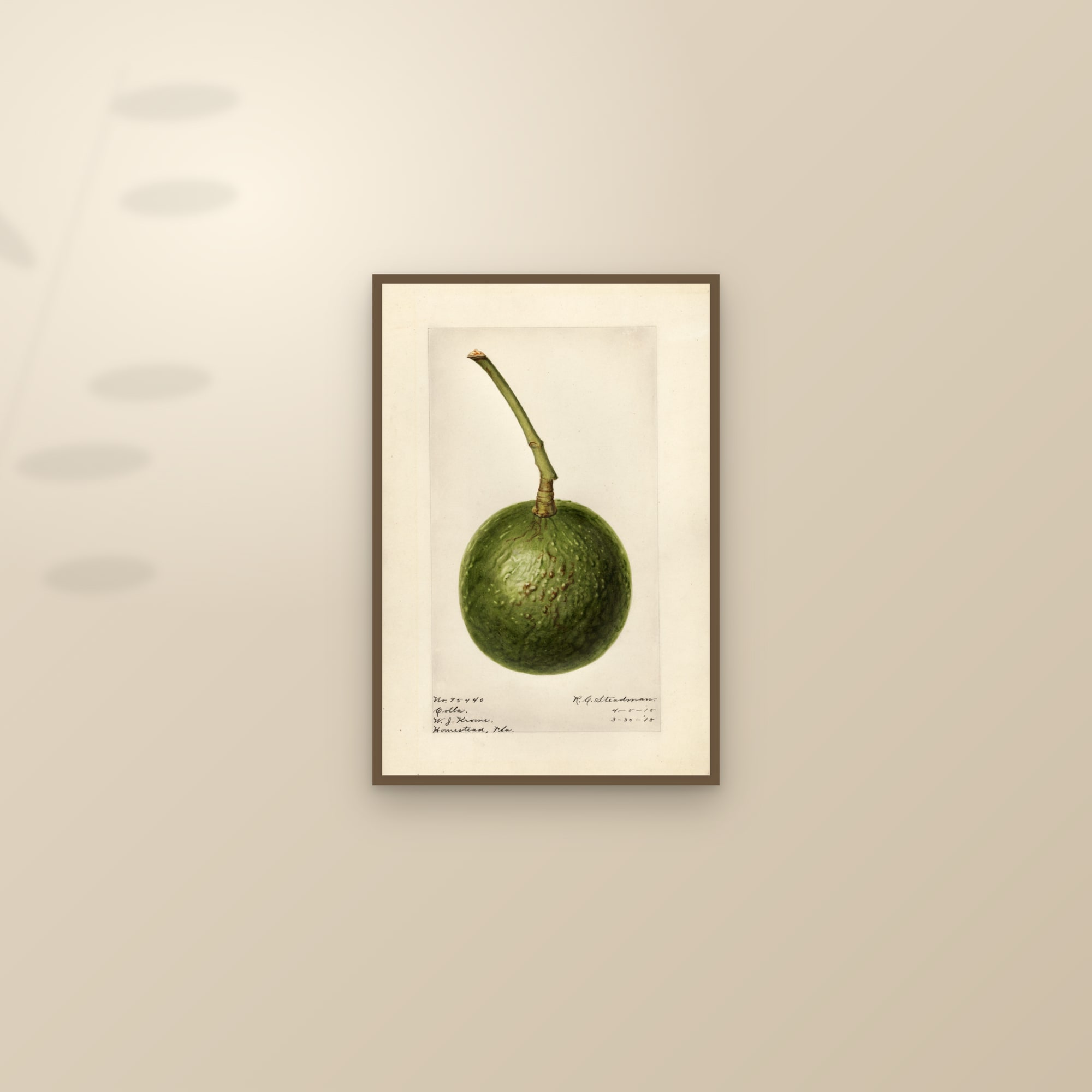 Colla Avocado — framed and styled on a sunlit wall