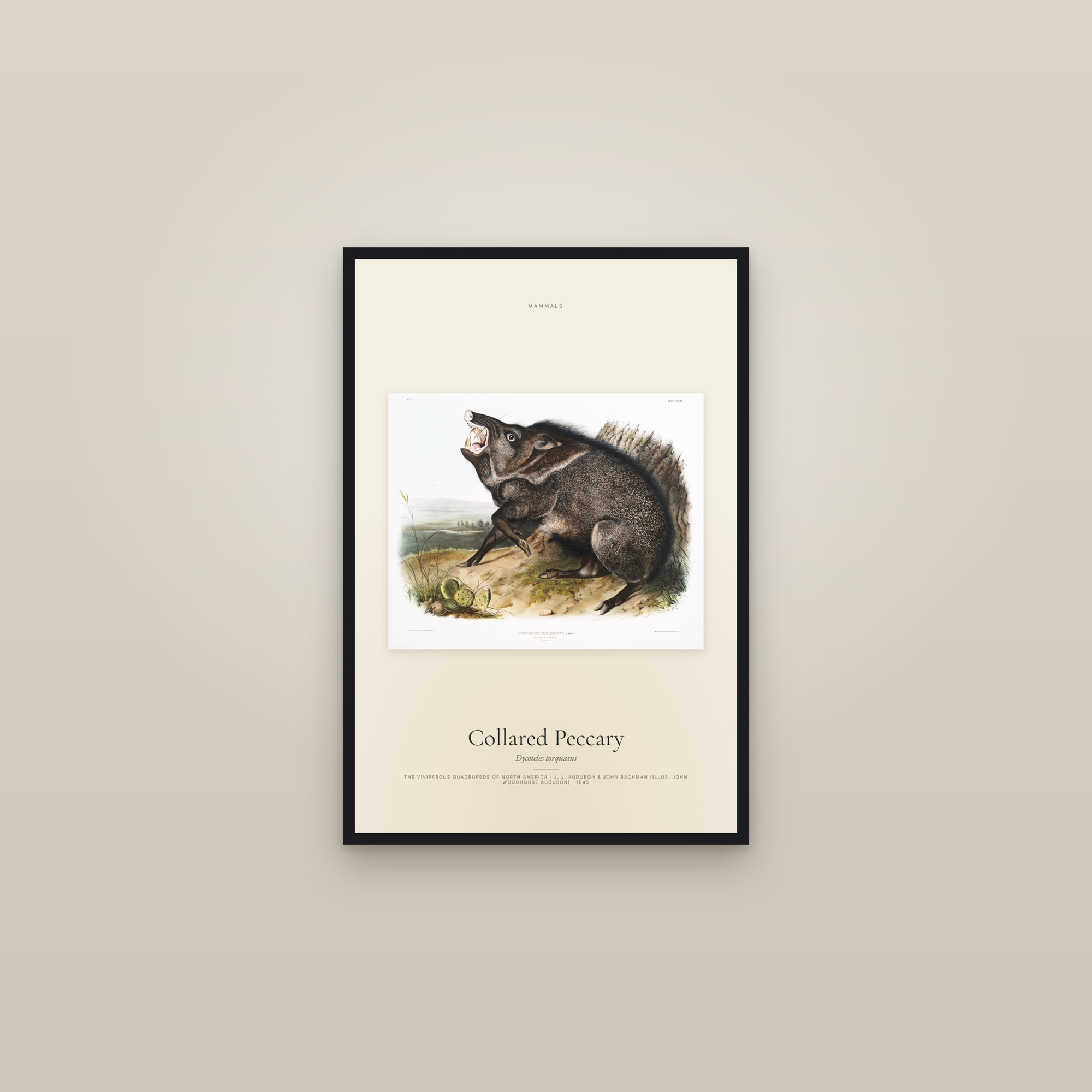 Collared Peccary — framed in a gallery setting