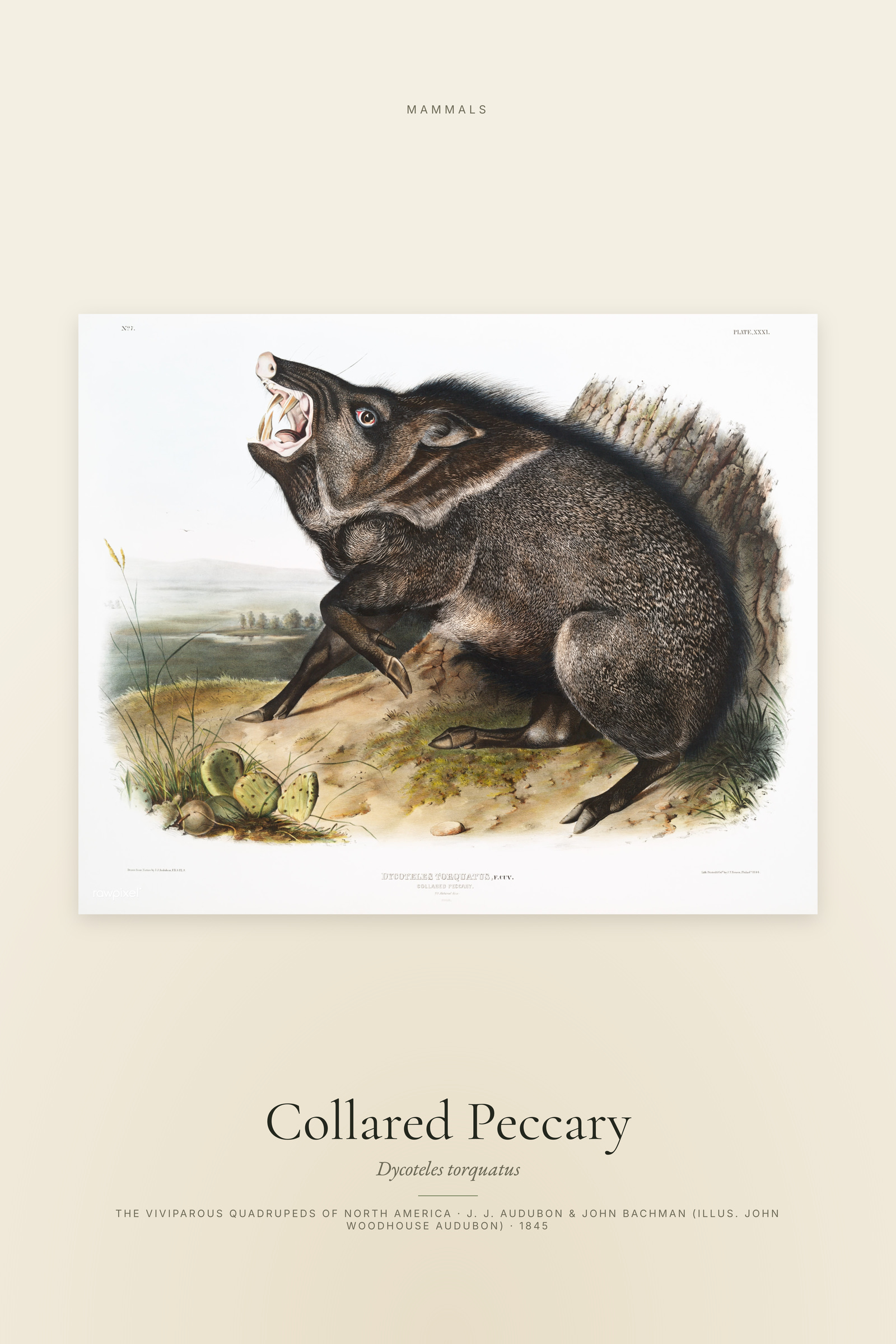 Collared Peccary