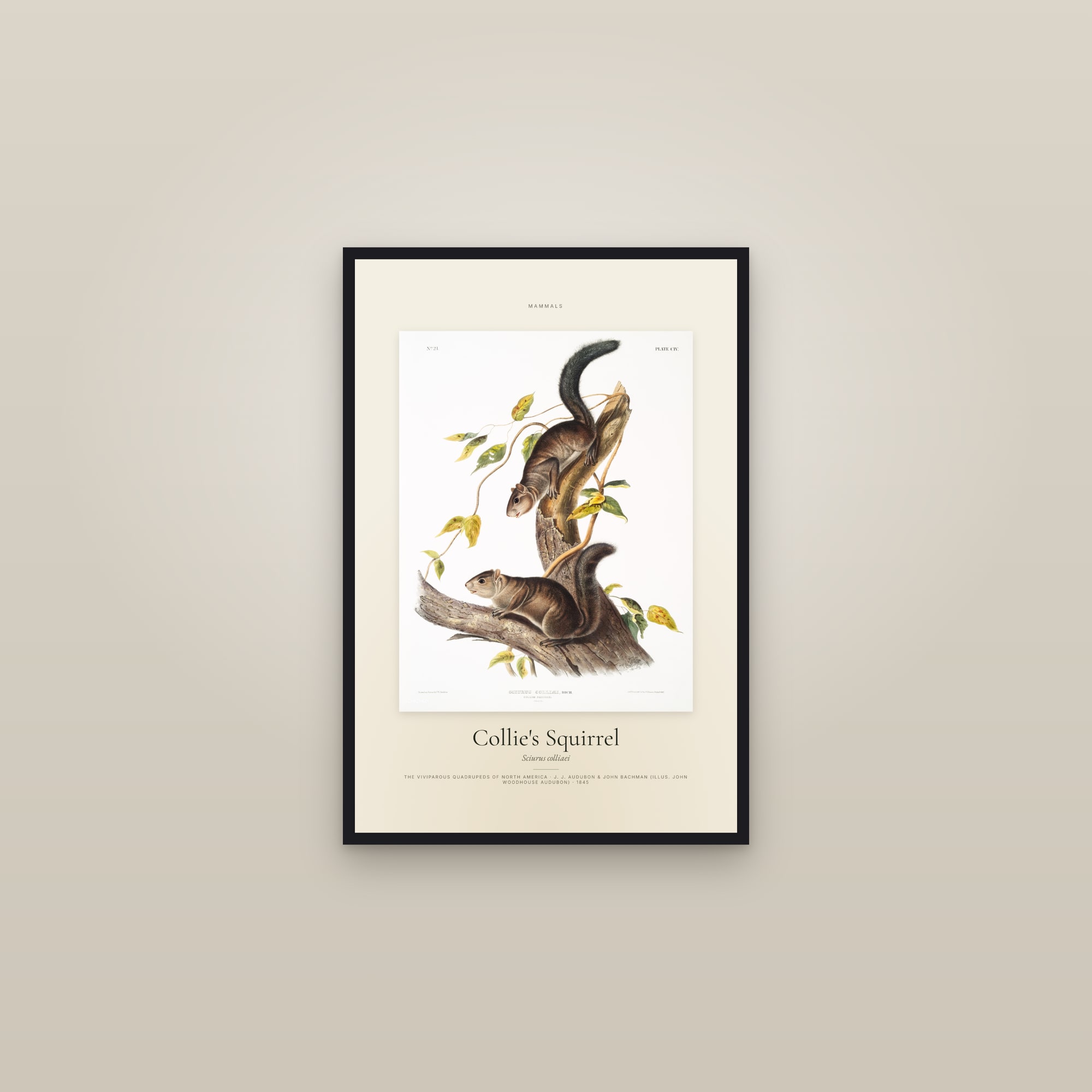 Collie's Squirrel — Specimen — framed in a gallery setting